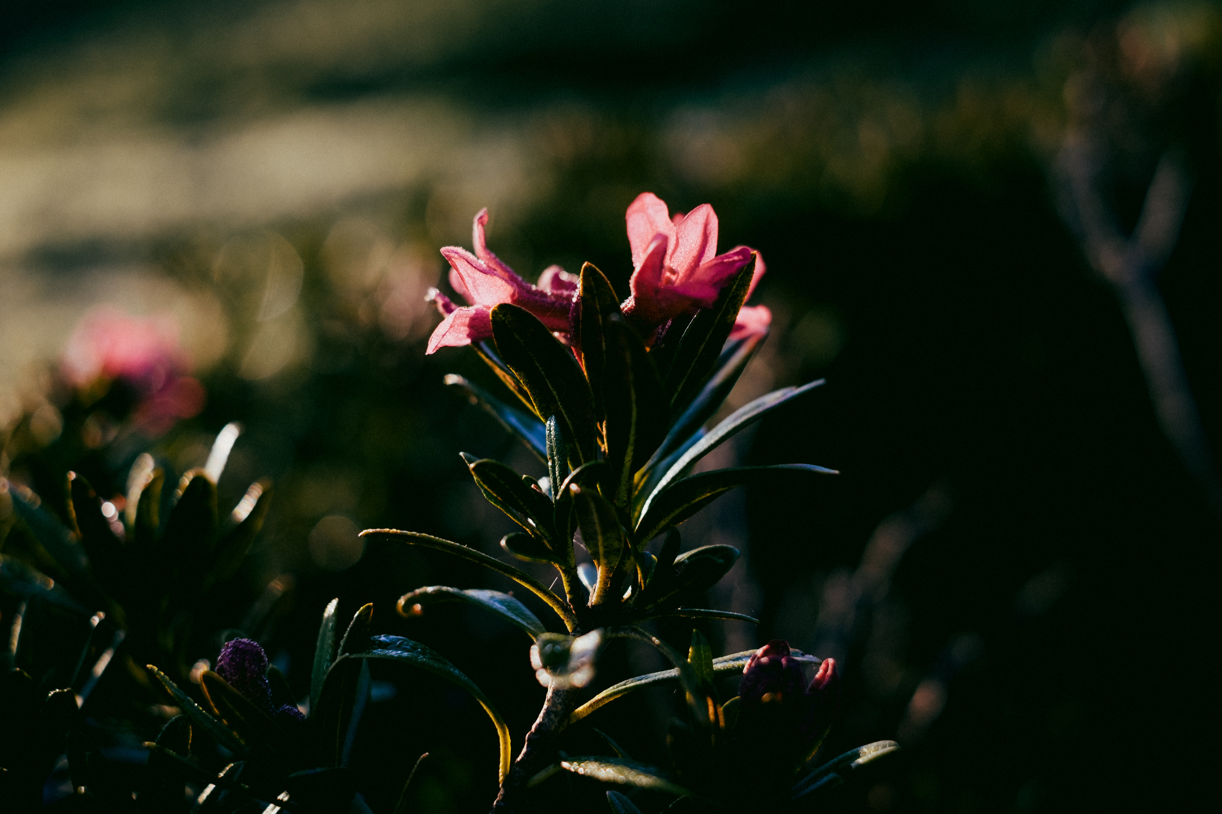 Téléchargez gratuitement l'image Fleur, Buisson, Sombre sur le bureau de votre PC