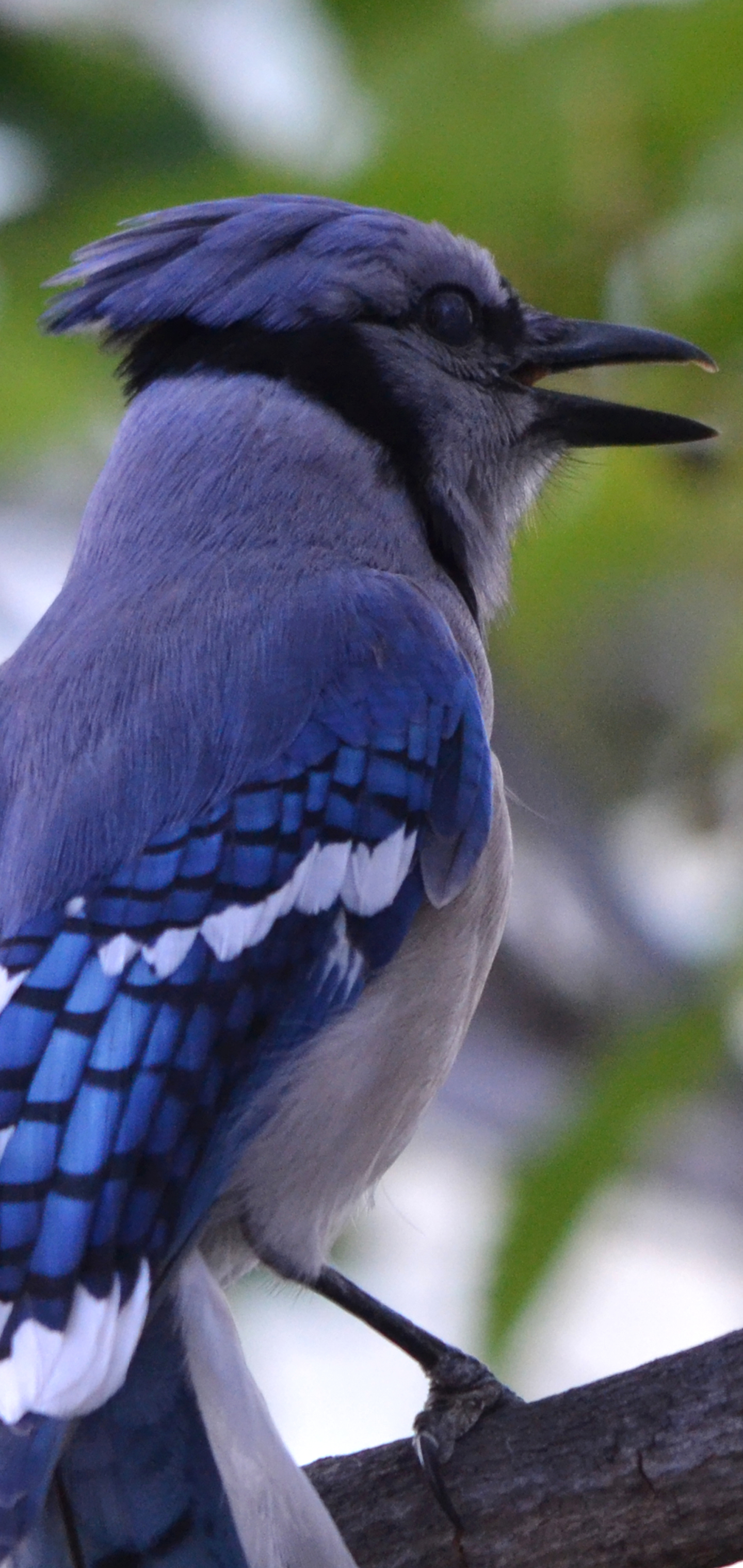 Free download wallpaper Birds, Animal, Blue Jay on your PC desktop