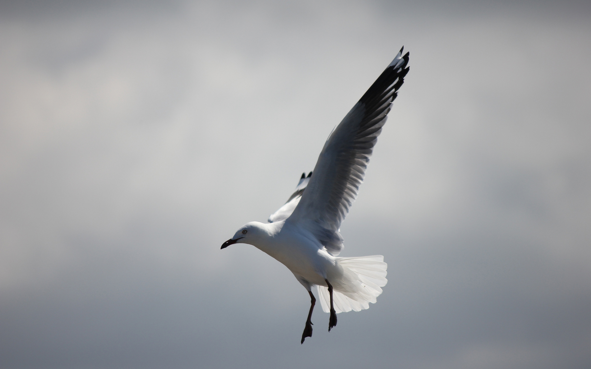 Download mobile wallpaper Seagull, Bird, Birds, Animal for free.