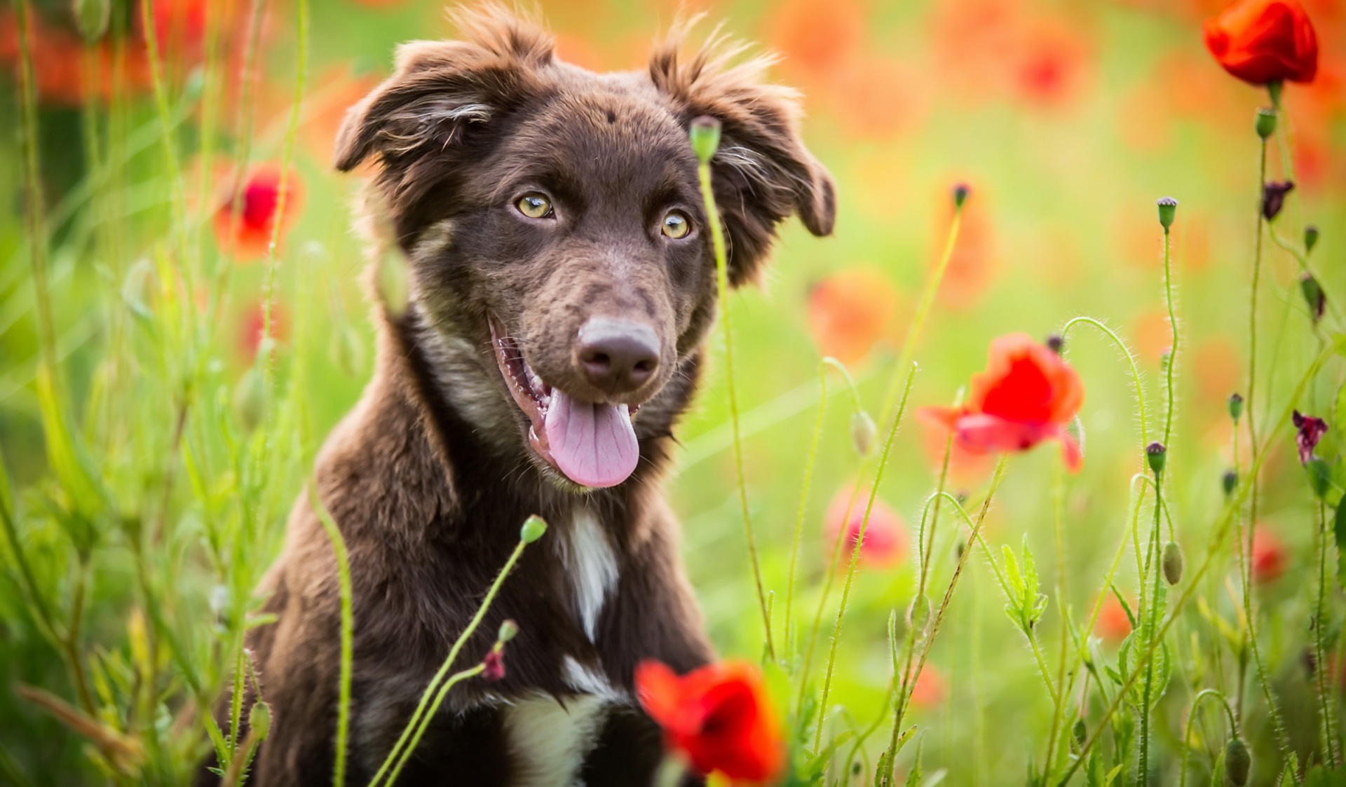 Handy-Wallpaper Tiere, Hunde, Mohn, Sommer, Blume, Hund kostenlos herunterladen.