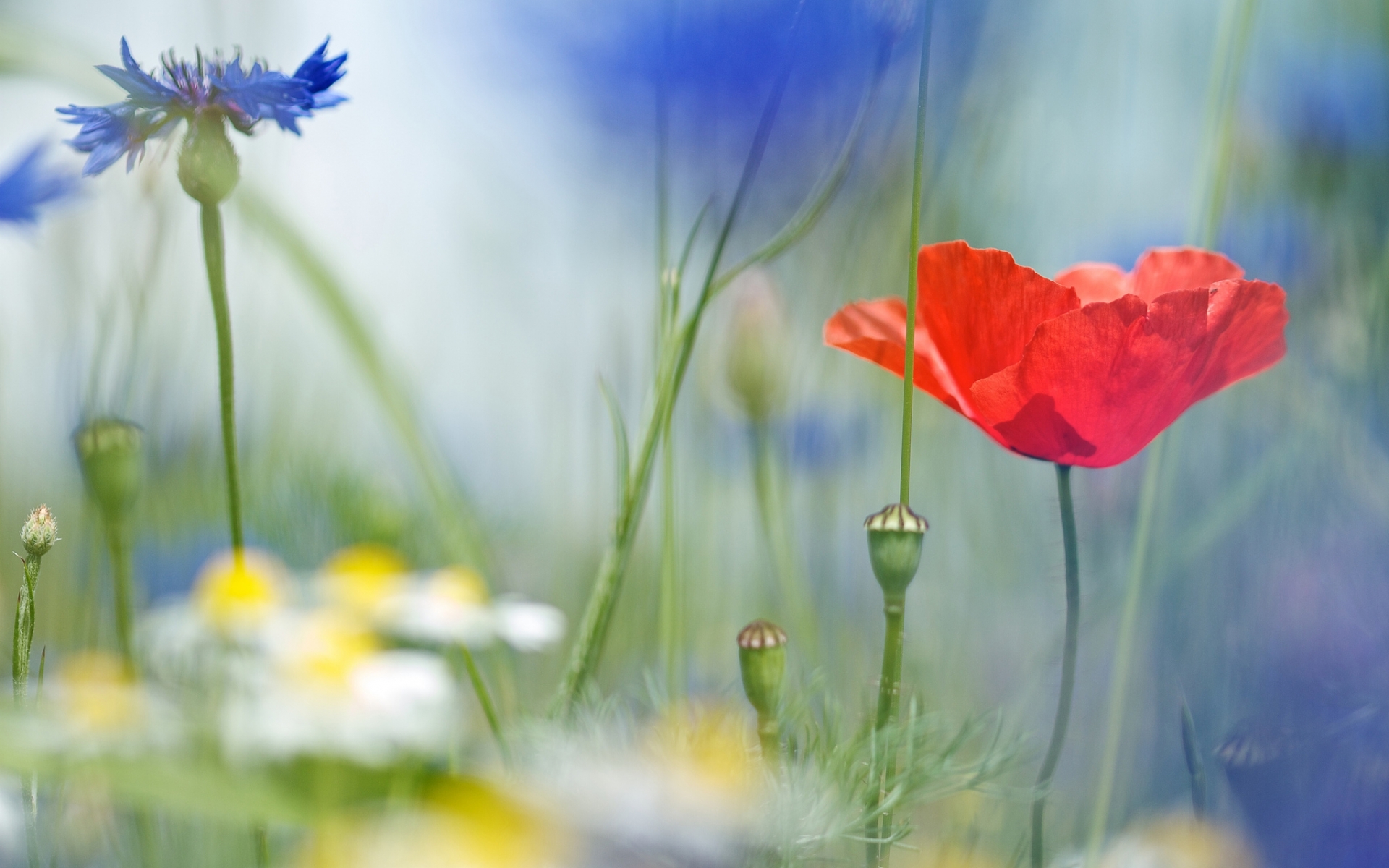 Laden Sie das Blumen, Pflanzen, Mohn-Bild kostenlos auf Ihren PC-Desktop herunter
