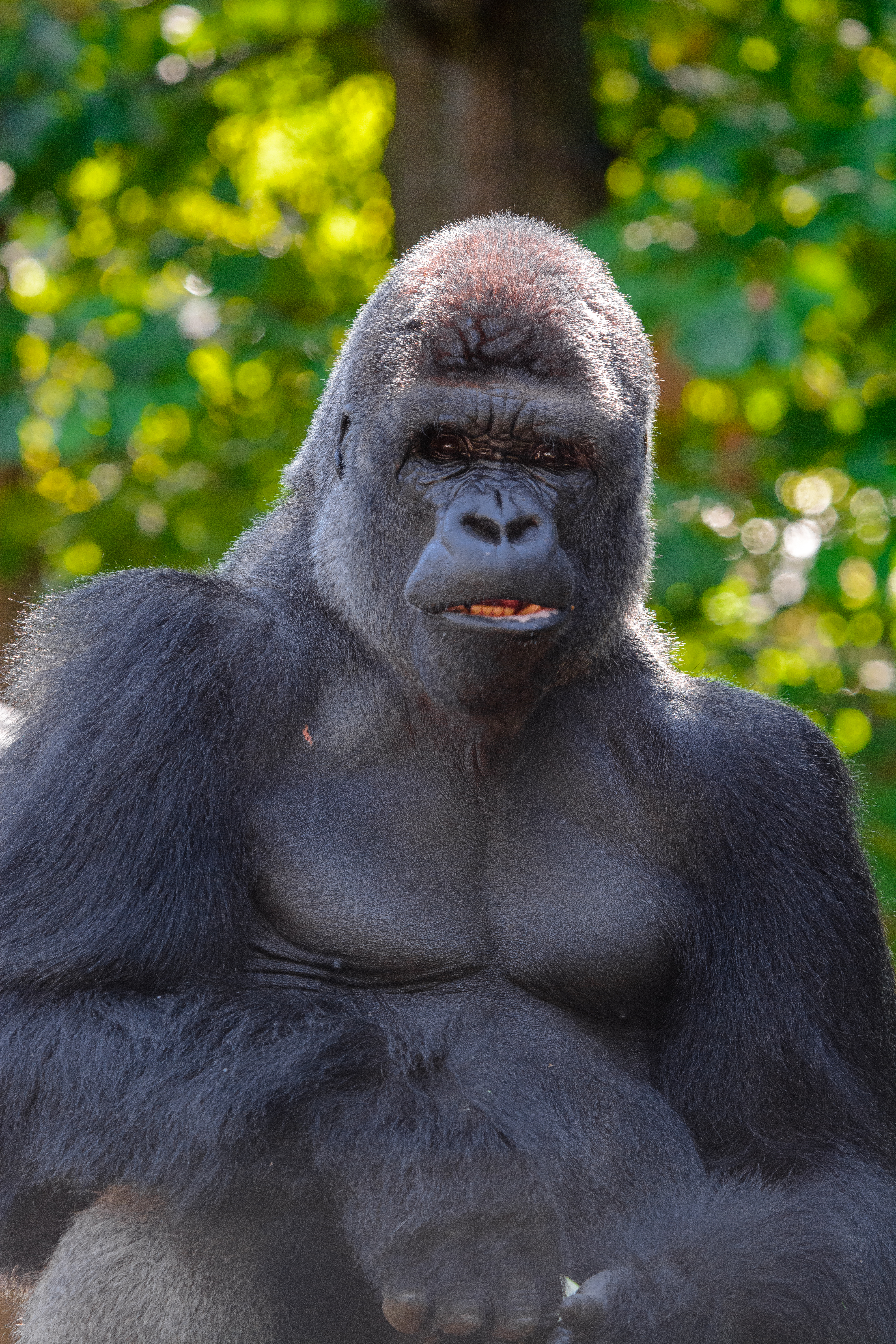 114470 скачать картинку горилла, животное, животные, черный, взгляд, примат - обои и заставки бесплатно