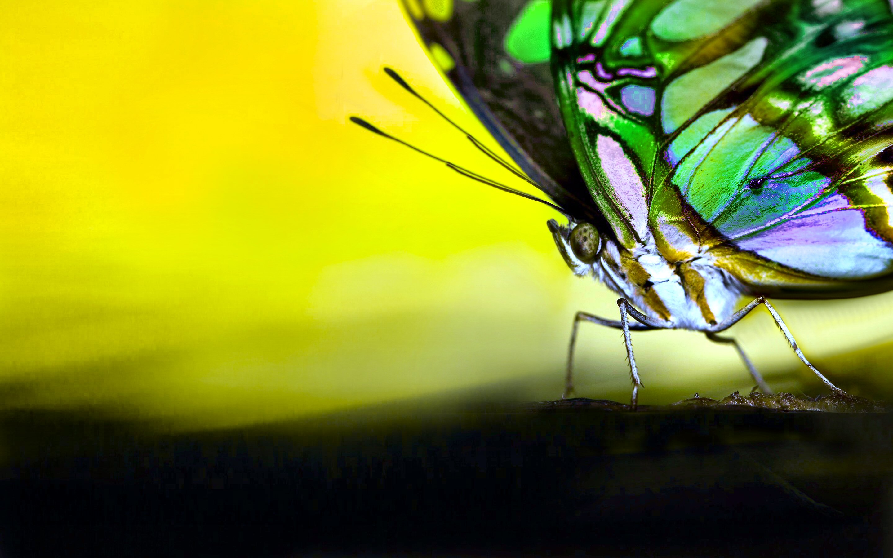 Laden Sie das Tiere, Schmetterlinge, Farben, Bunt, Pastell-Bild kostenlos auf Ihren PC-Desktop herunter