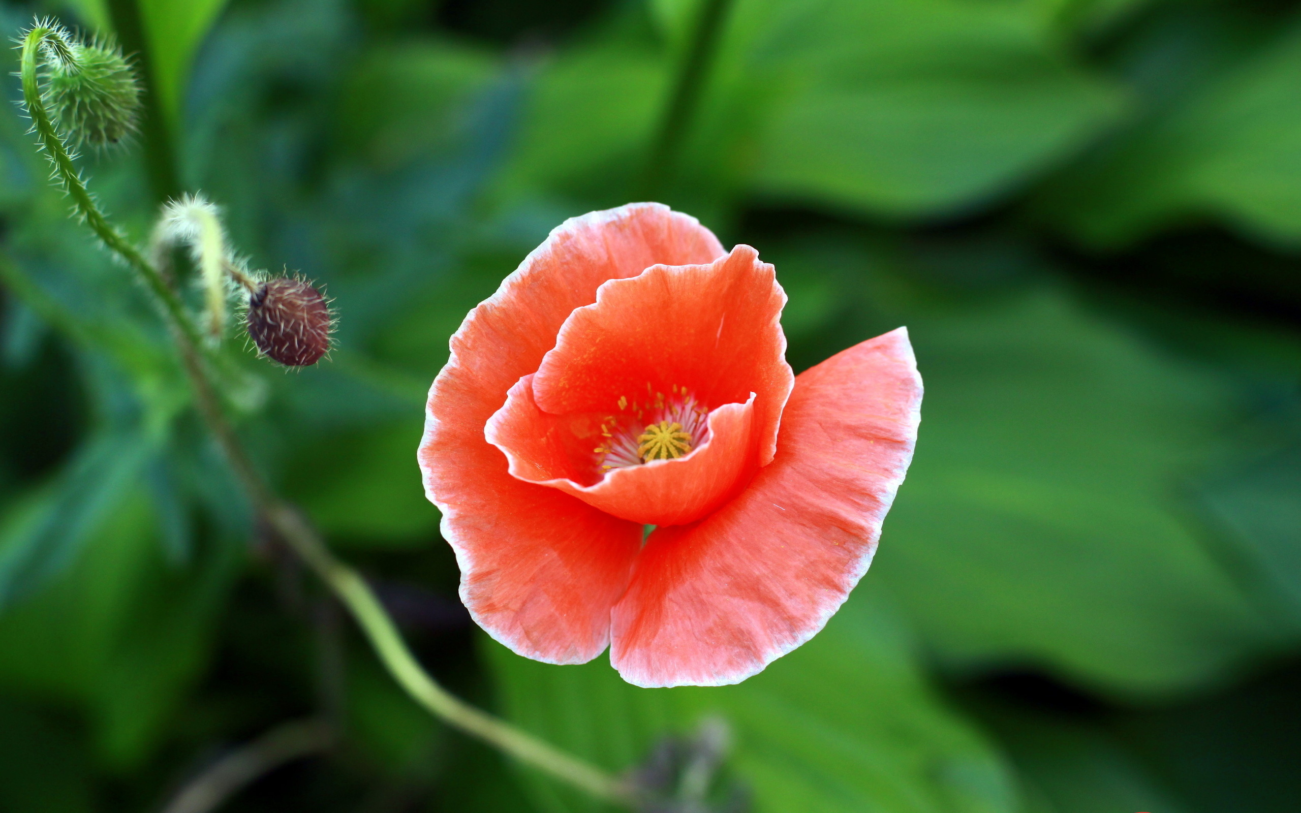 Téléchargez gratuitement l'image Fleurs, Fleur, Terre/nature sur le bureau de votre PC