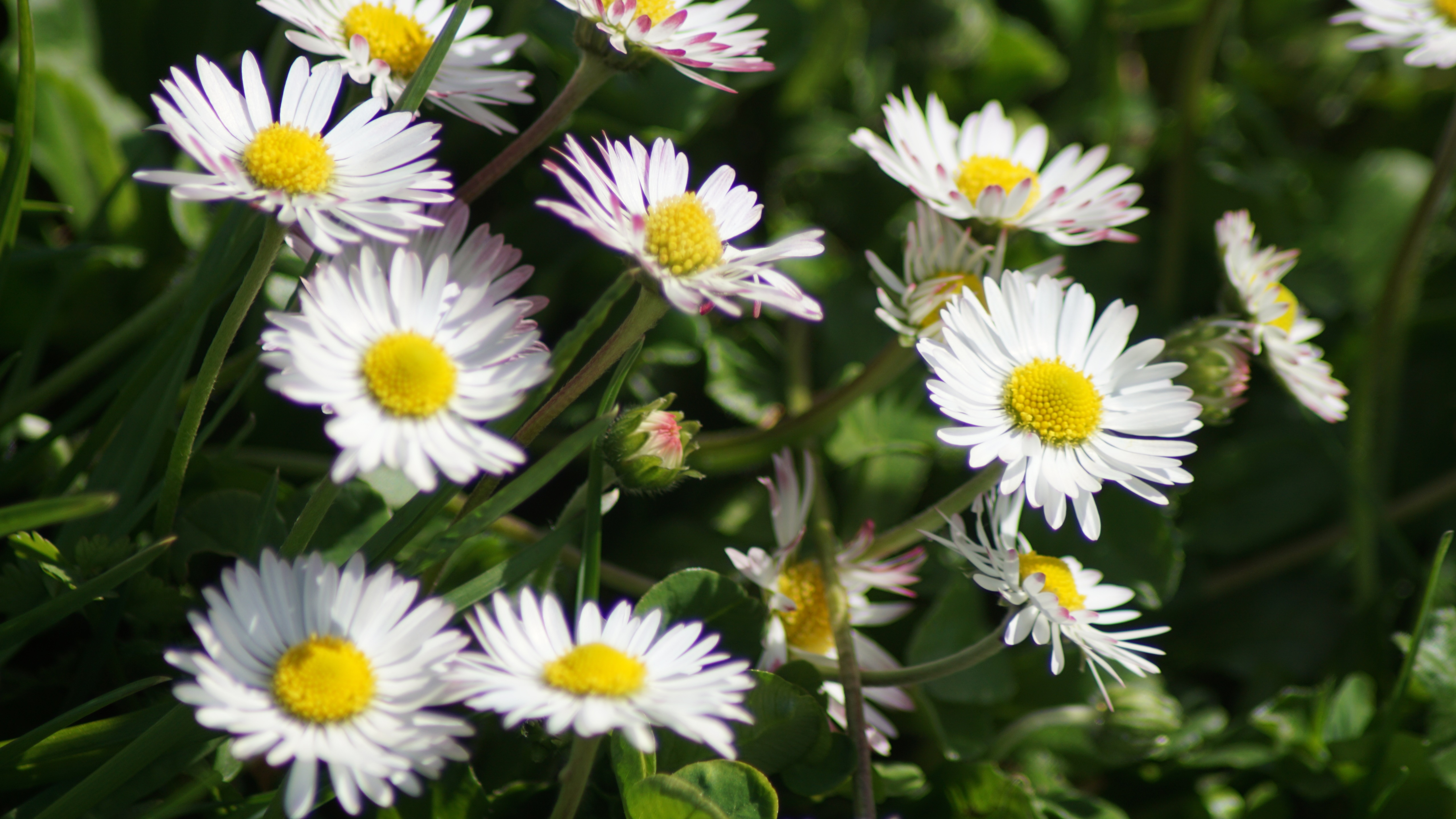 Téléchargez gratuitement l'image Fleurs, Fleur, Marguerite, Terre/nature sur le bureau de votre PC