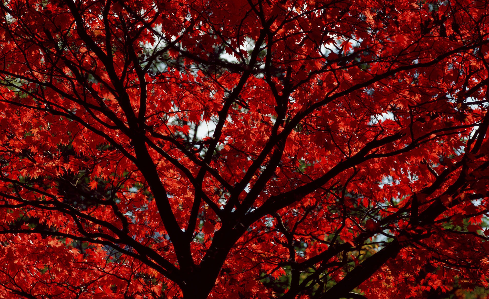 Скачать обои бесплатно Осень, Красный, Дерево, Кленовый Лист, Земля/природа, Ответвляться картинка на рабочий стол ПК