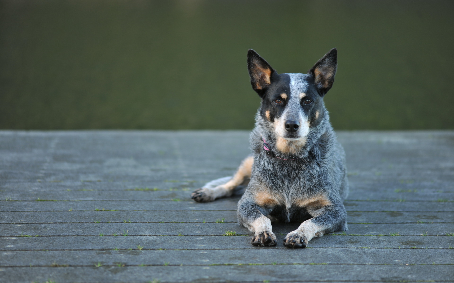288303 baixar papel de parede animais, boiadeiro australiano, cão, cães - protetores de tela e imagens gratuitamente