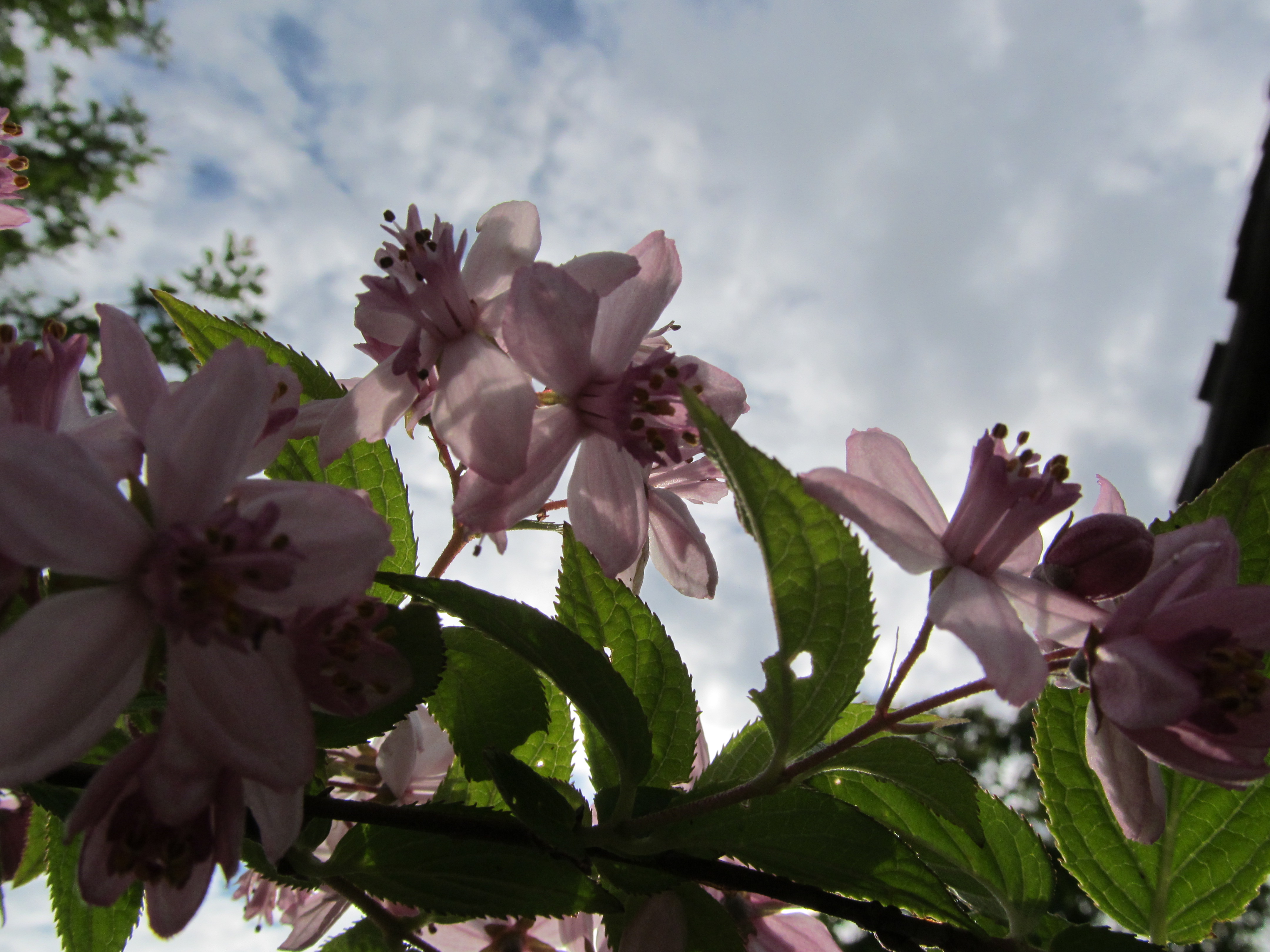 Handy-Wallpaper Blumen, Blume, Erde/natur kostenlos herunterladen.