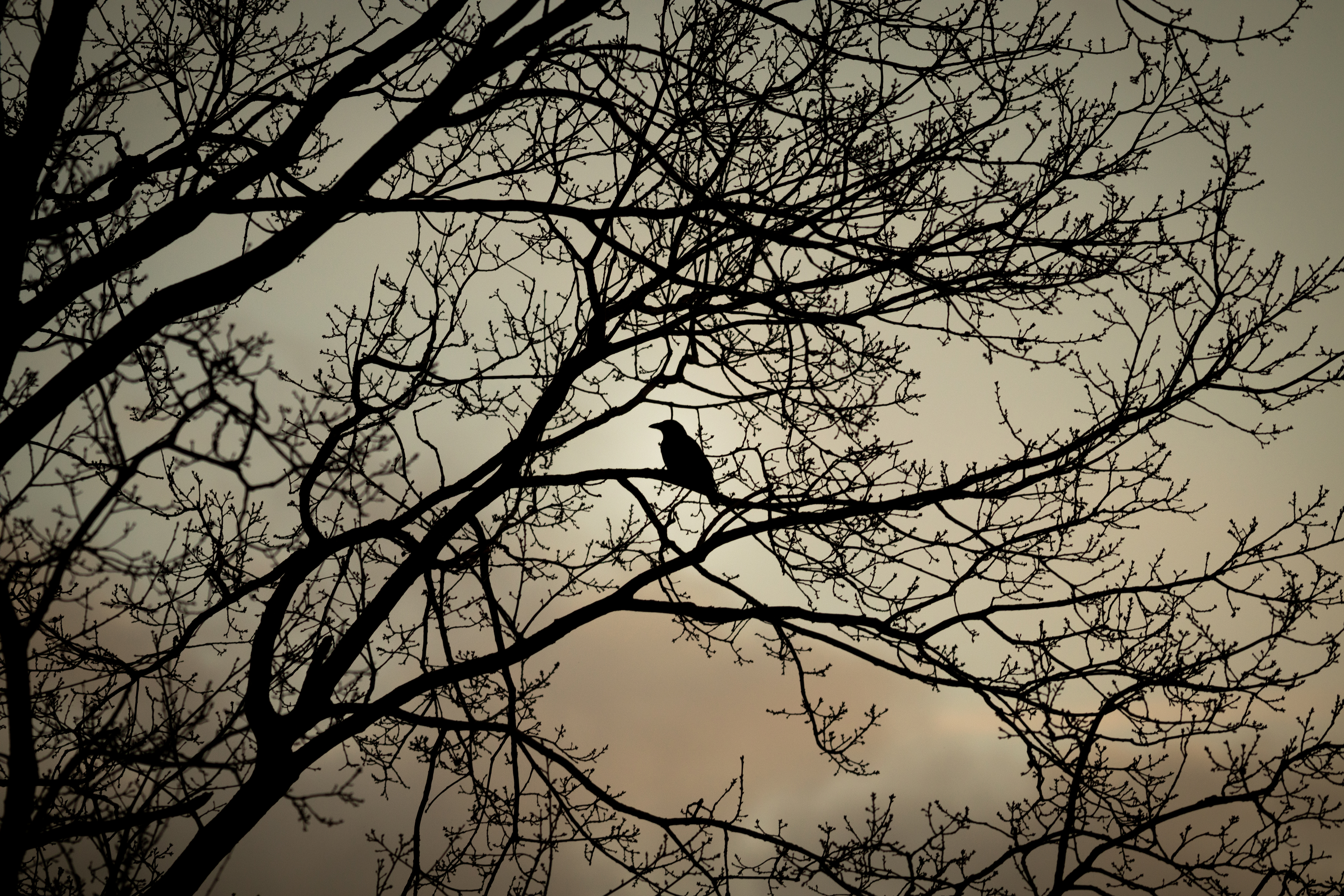 crow, branches, animals, bird, bw, chb wallpapers for tablet