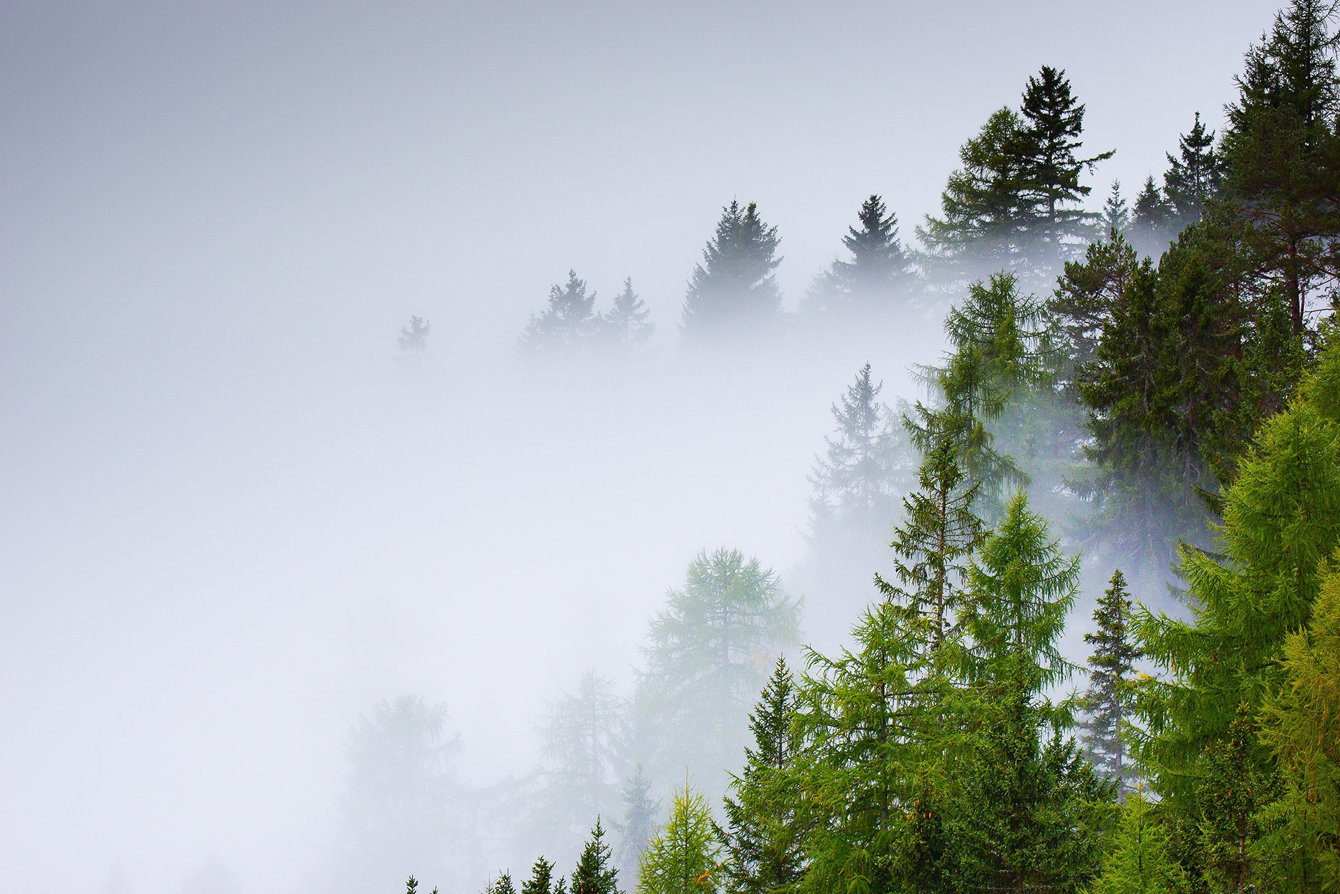 Скачать обои бесплатно Природа, Дерево, Туман, Земля/природа картинка на рабочий стол ПК