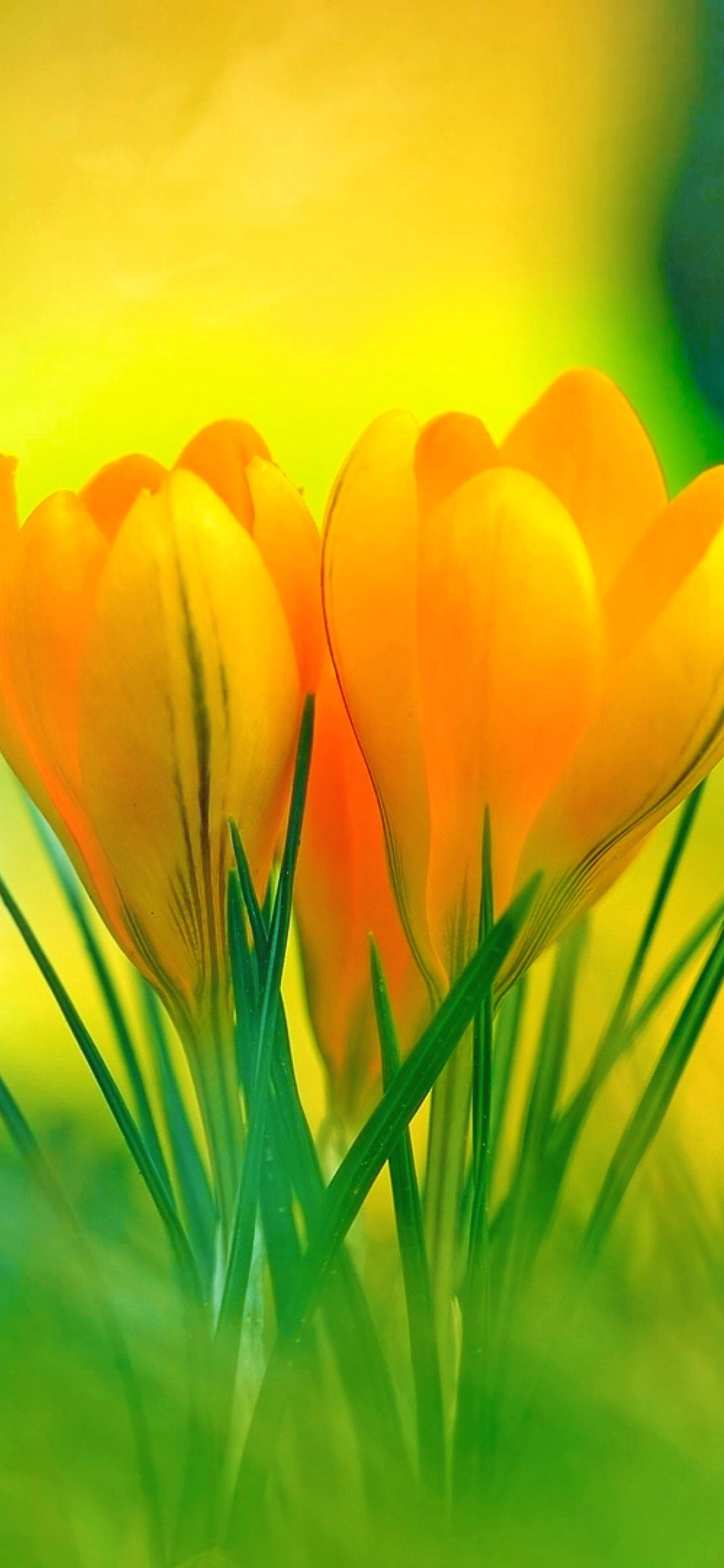 Descarga gratuita de fondo de pantalla para móvil de Flores, Flor, Primavera, Azafrán, Flor Amarilla, Tierra/naturaleza.