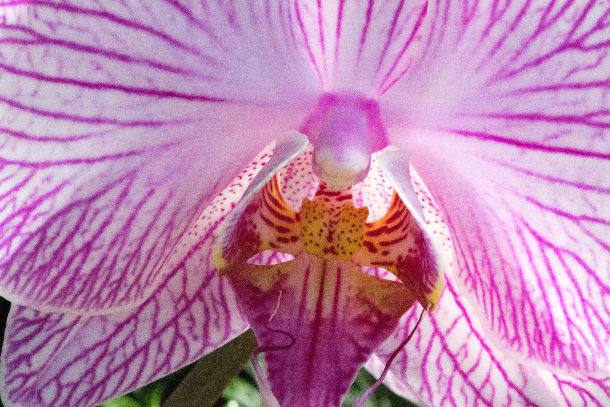 Free download wallpaper Flowers, Flower, Macro, Earth, Orchid, Pink Flower on your PC desktop