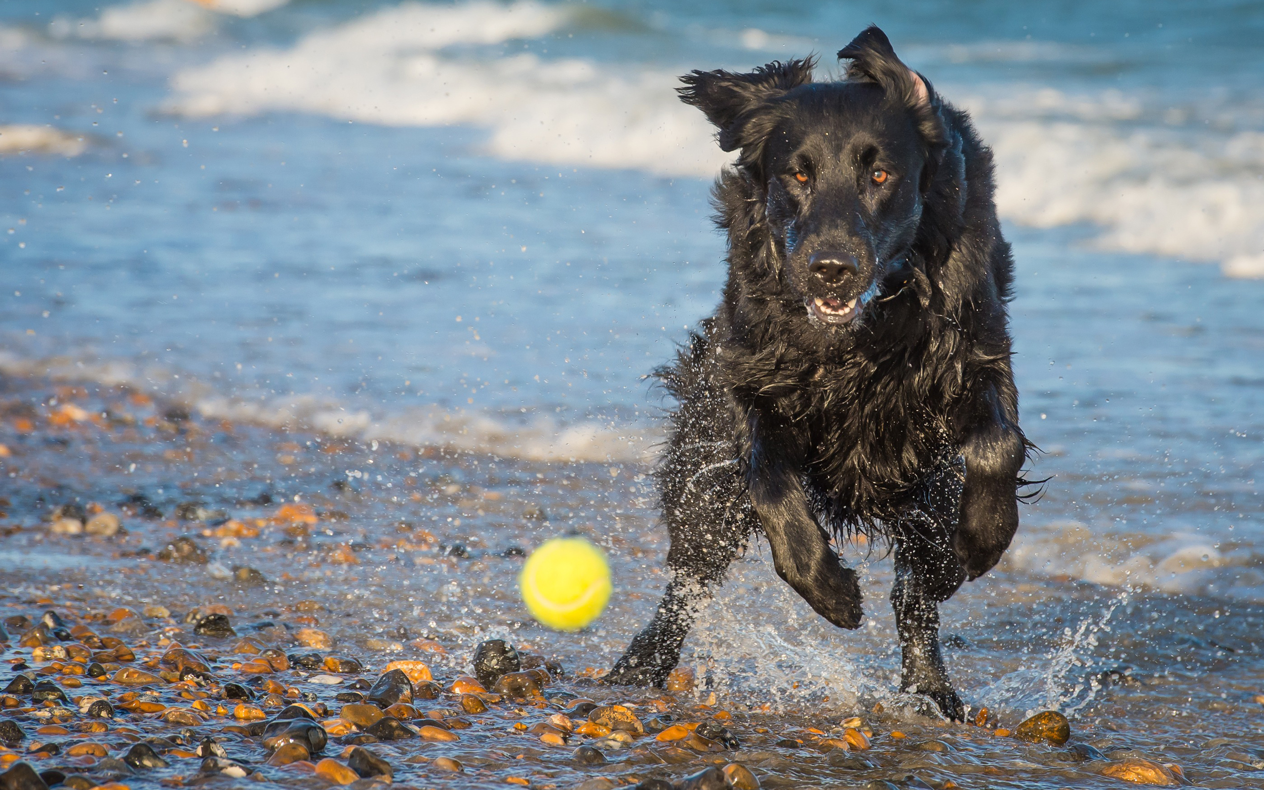 PCデスクトップに犬, 動物画像を無料でダウンロード