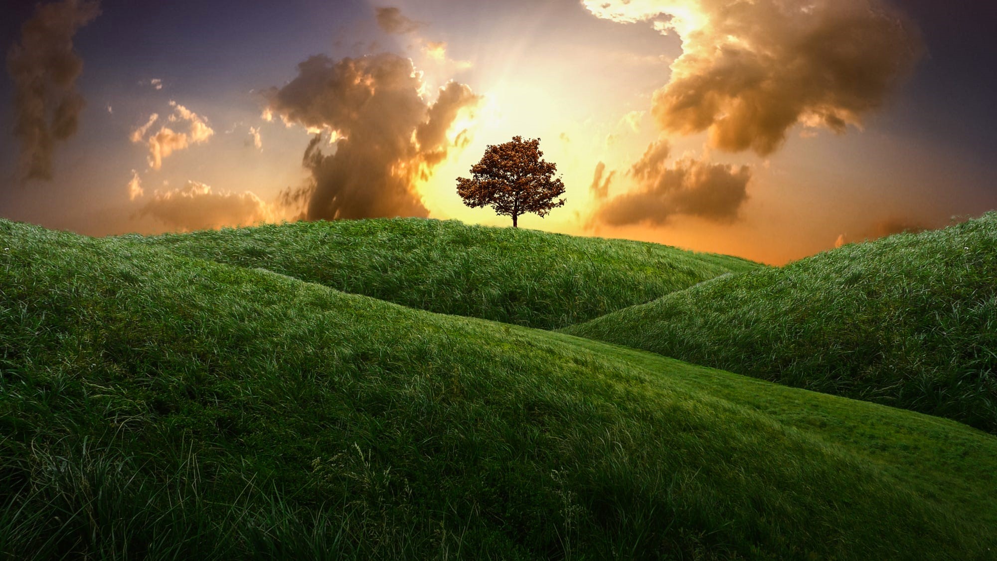 Download mobile wallpaper Trees, Sunset, Grass, Tree, Earth, Hill, Cloud, Lonely Tree for free.
