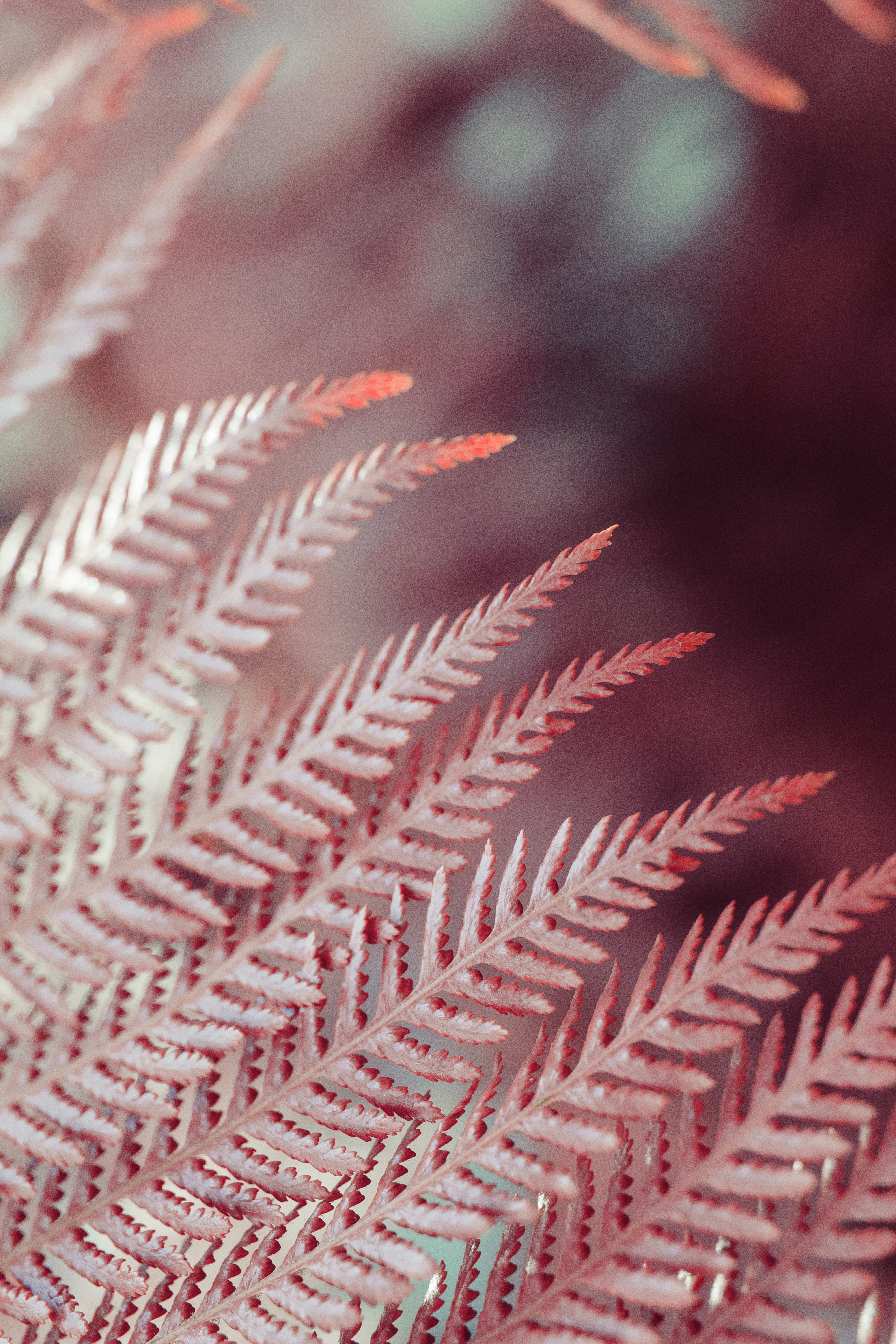 Free download wallpaper Plant, Macro, Leaves, Close Up, Fern on your PC desktop