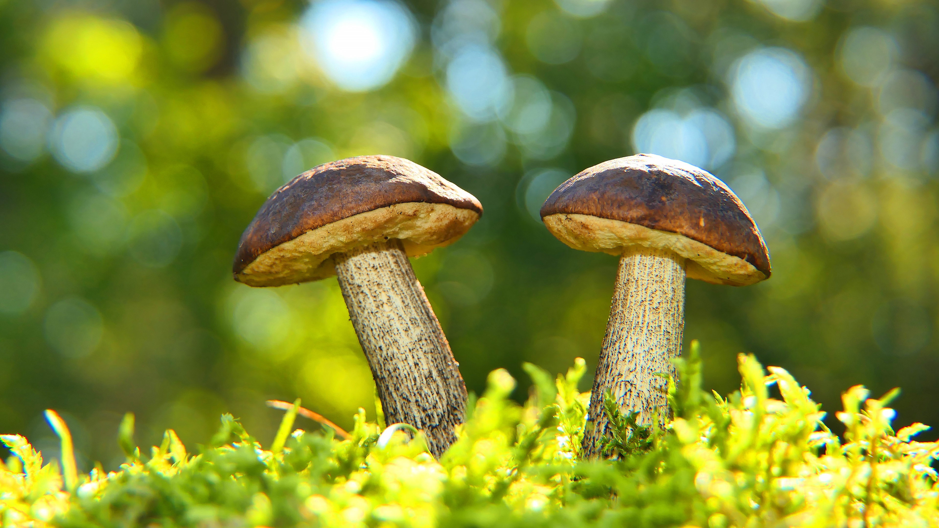 Free download wallpaper Nature, Macro, Earth, Mushroom, Bokeh on your PC desktop