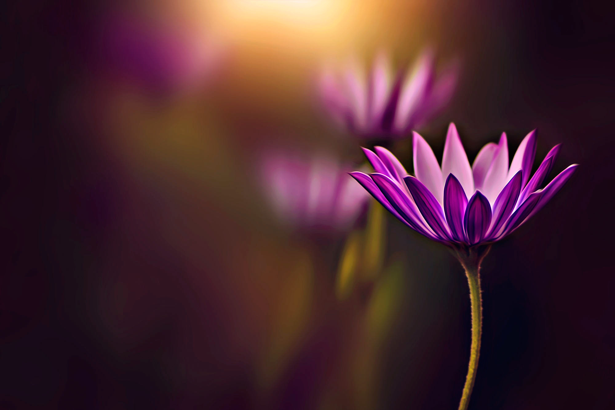 Free download wallpaper Flowers, Flower, Macro, Earth, Purple Flower on your PC desktop
