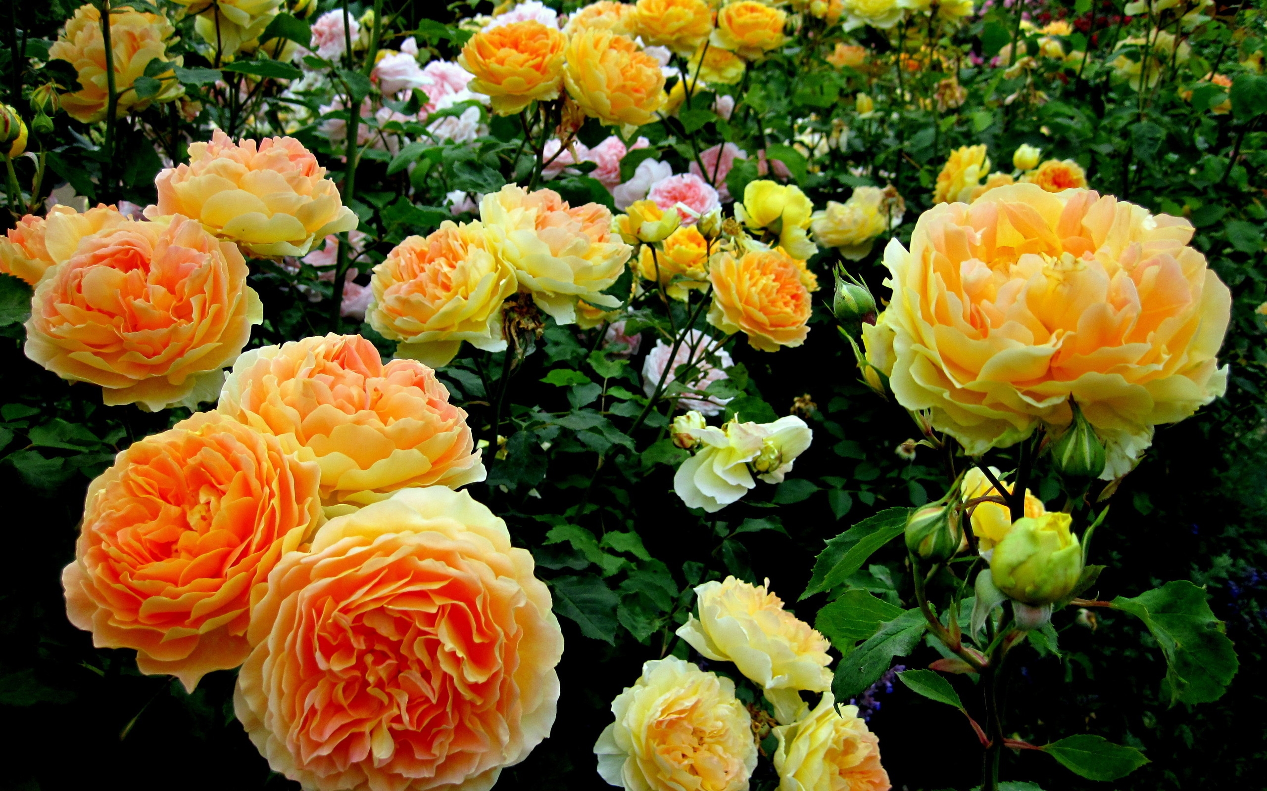 1437355 скачать картинку земля/природа, крупный план, роза, кустарник, розовый куст, цветок, желтый цветок - обои и заставки бесплатно