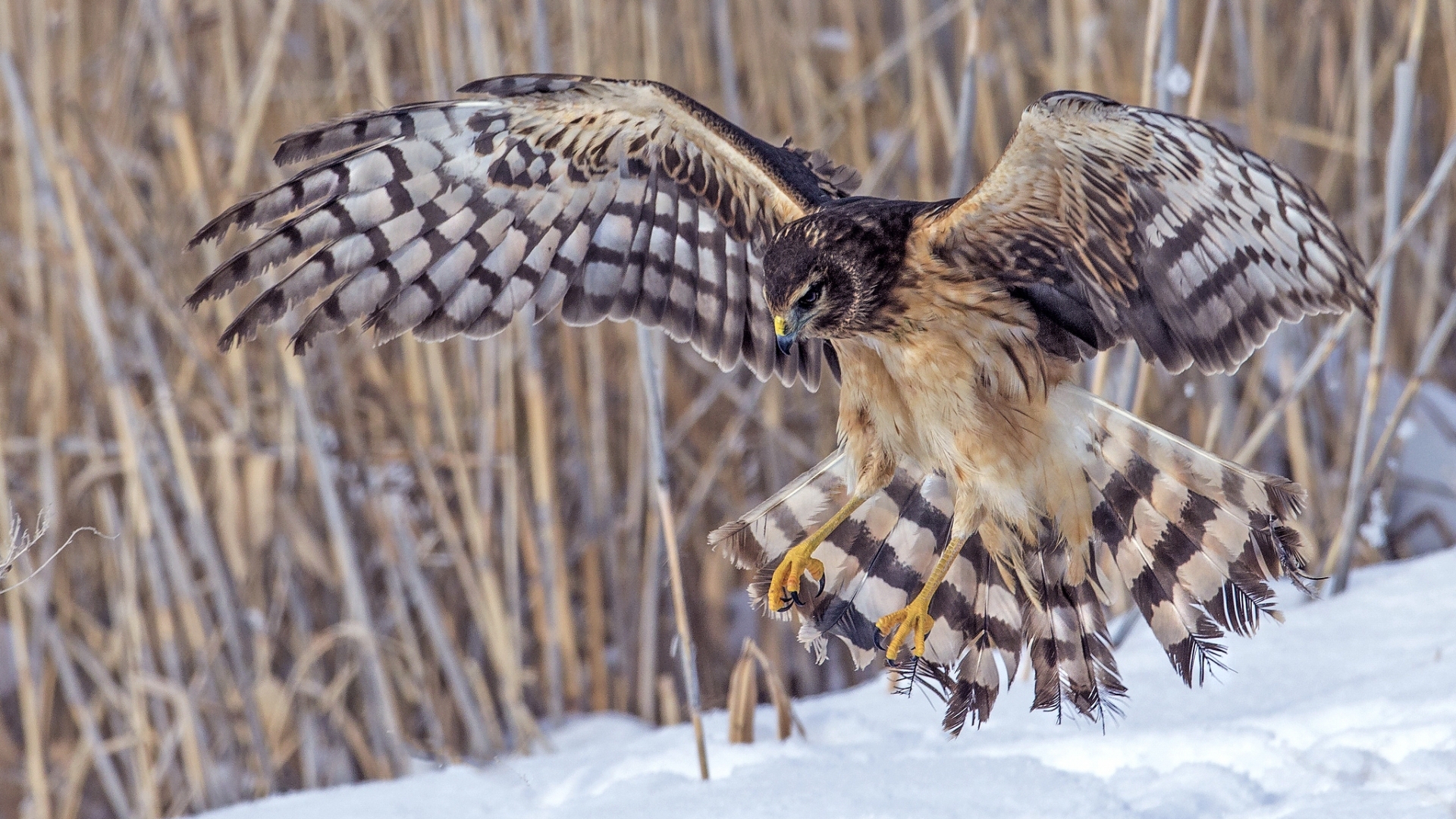 Download mobile wallpaper Eagle, Birds, Animal for free.