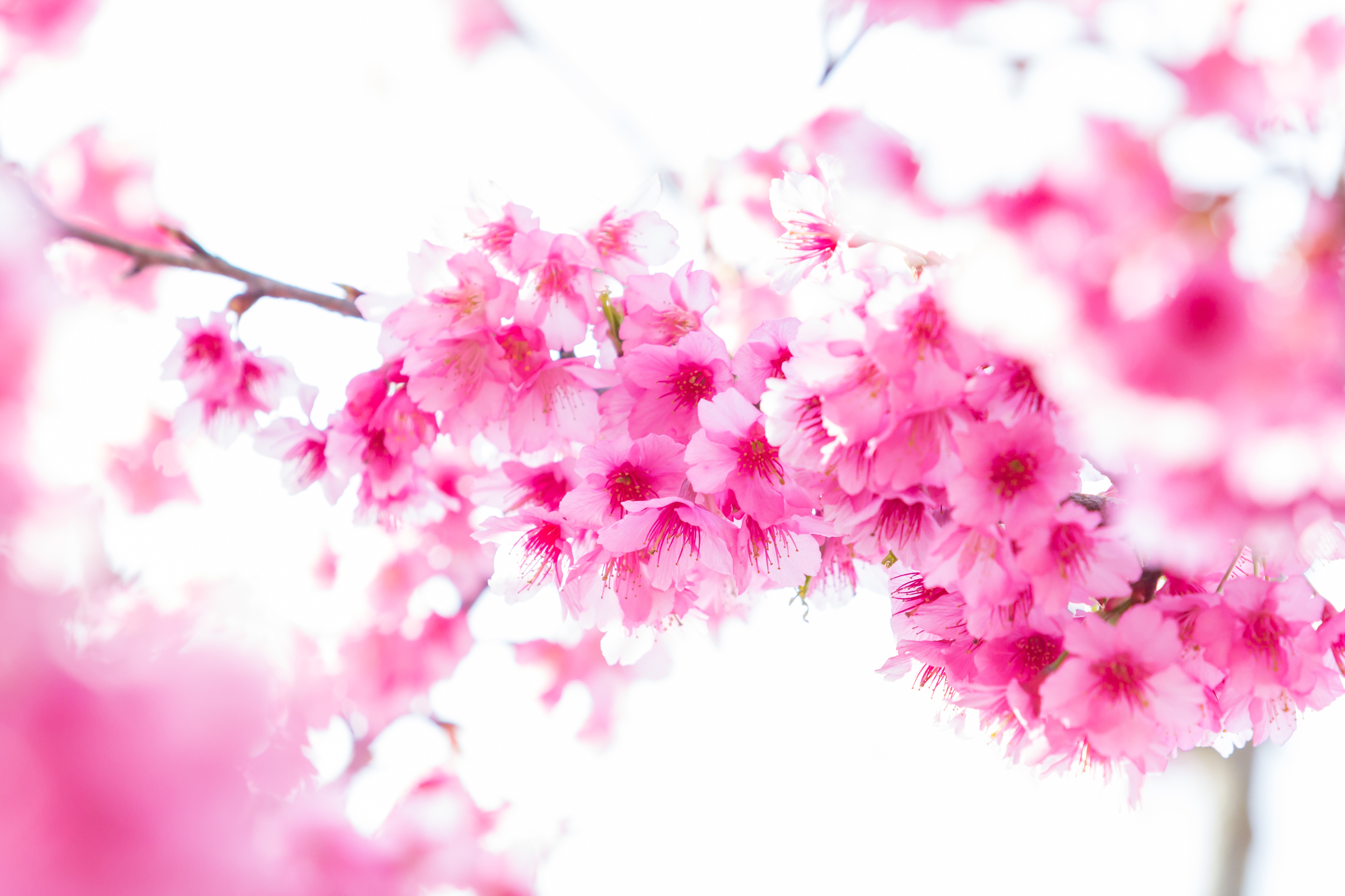 Скачать картинку Сакура, Ветка, Весна, Цветущие, Земля/природа, Розовый Цветок в телефон бесплатно.