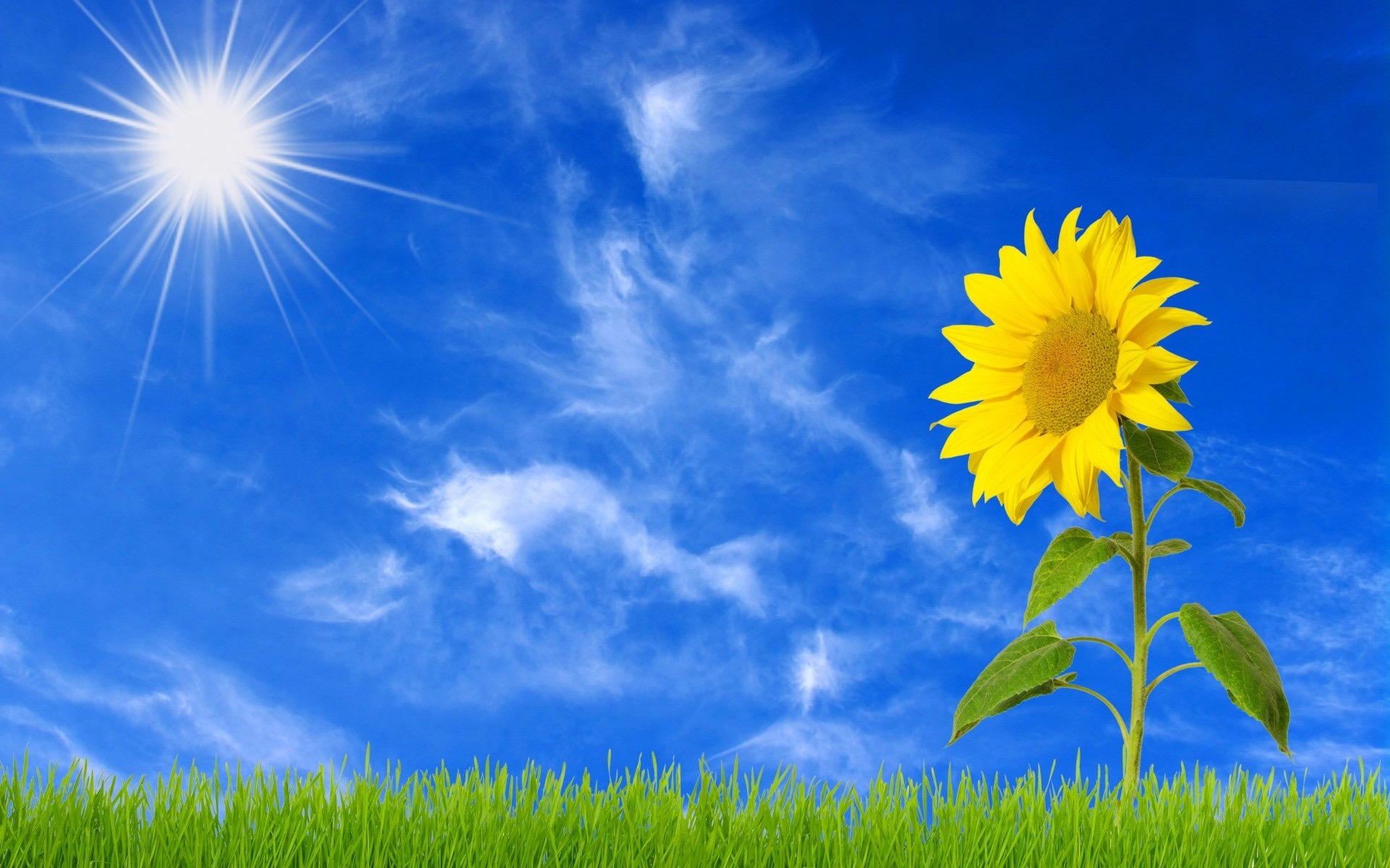 Free download wallpaper Flowers, Grass, Sun, Earth, Sunflower, Yellow Flower, Sunshine on your PC desktop