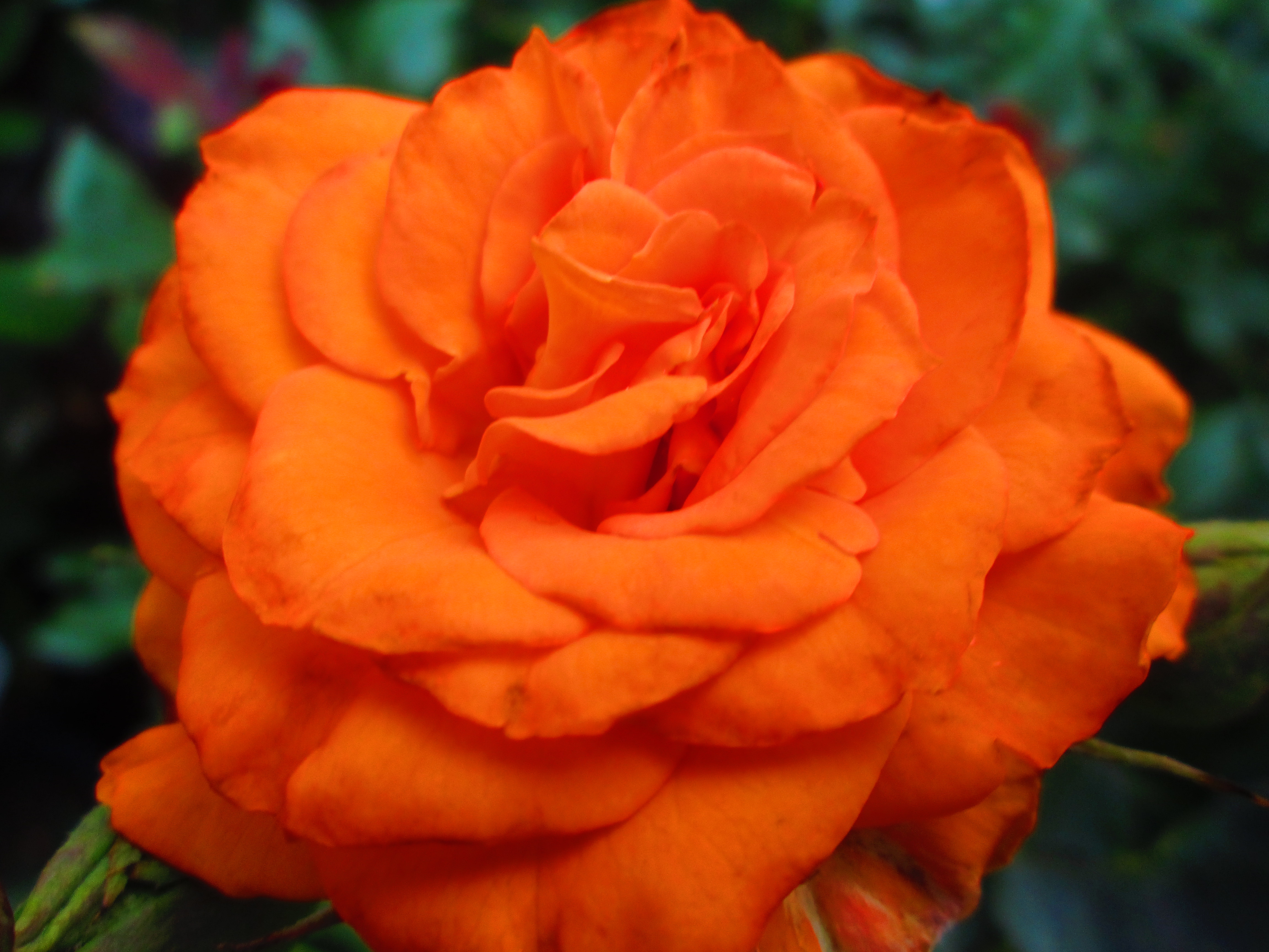 Laden Sie das Blumen, Blume, Rose, Erde/natur, Orange Farbe)-Bild kostenlos auf Ihren PC-Desktop herunter