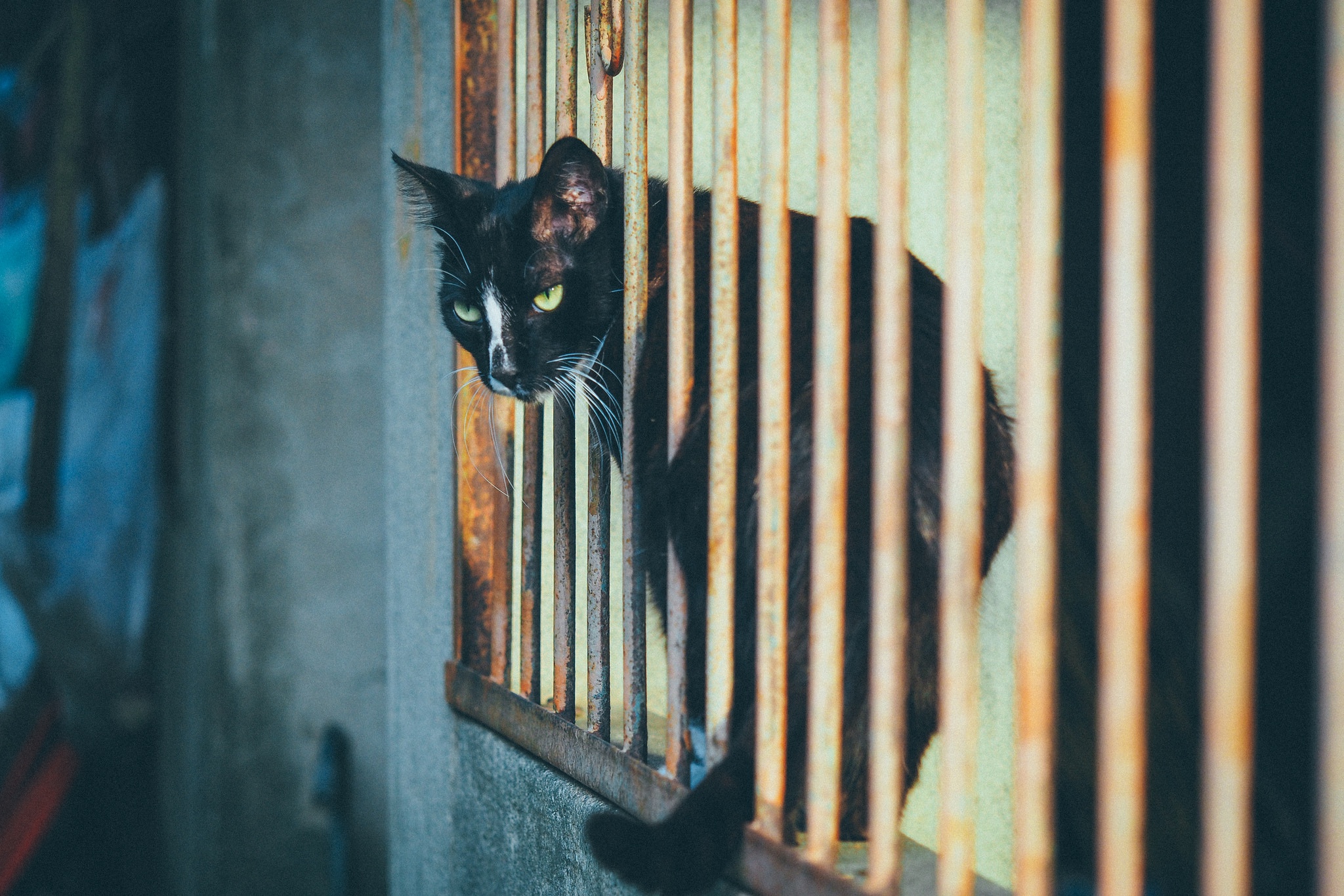 Baixe gratuitamente a imagem Animais, Gatos, Gato na área de trabalho do seu PC