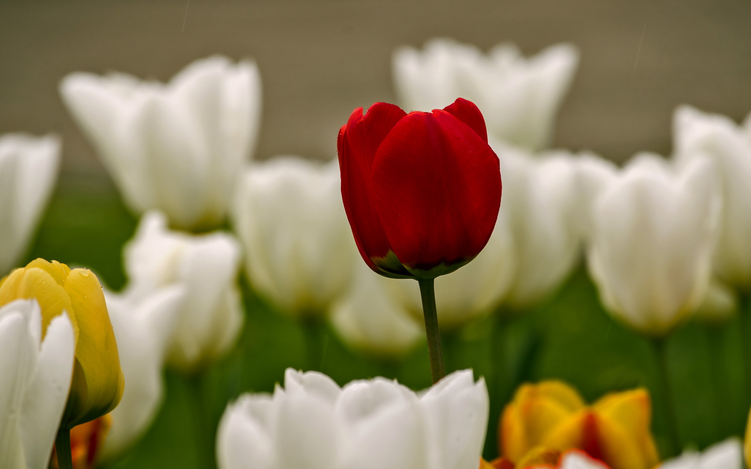 Free download wallpaper Nature, Flowers, Flower, Earth, Tulip, White Flower, Red Flower on your PC desktop