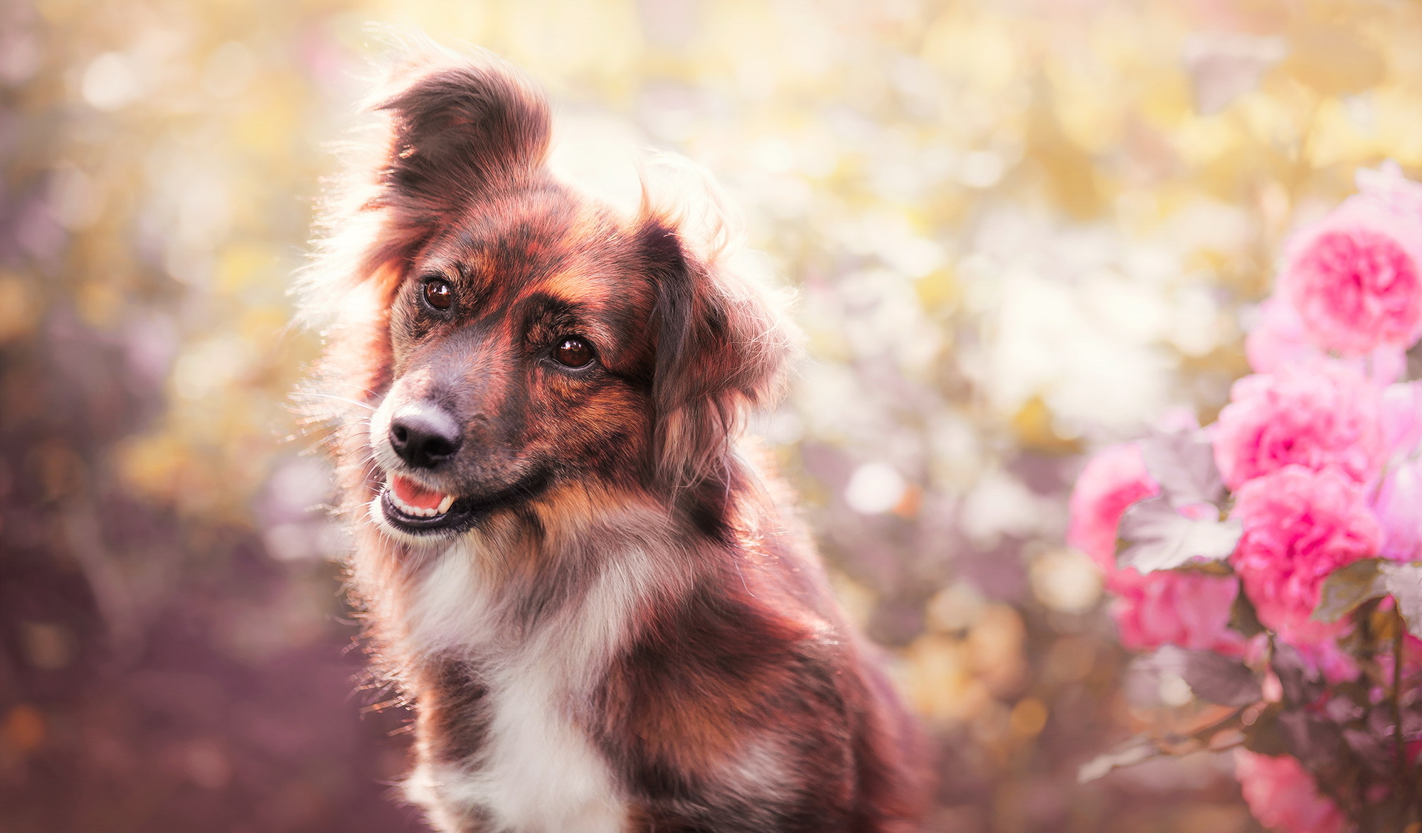 Download mobile wallpaper Dogs, Flower, Dog, Close Up, Animal, Bokeh for free.