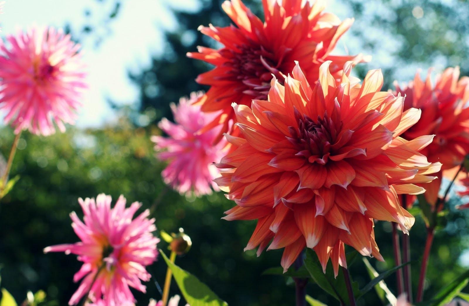 Download mobile wallpaper Flowerbed, Flower Bed, Dahlias, Flowers, Smooth, Shine, Light, Blur for free.