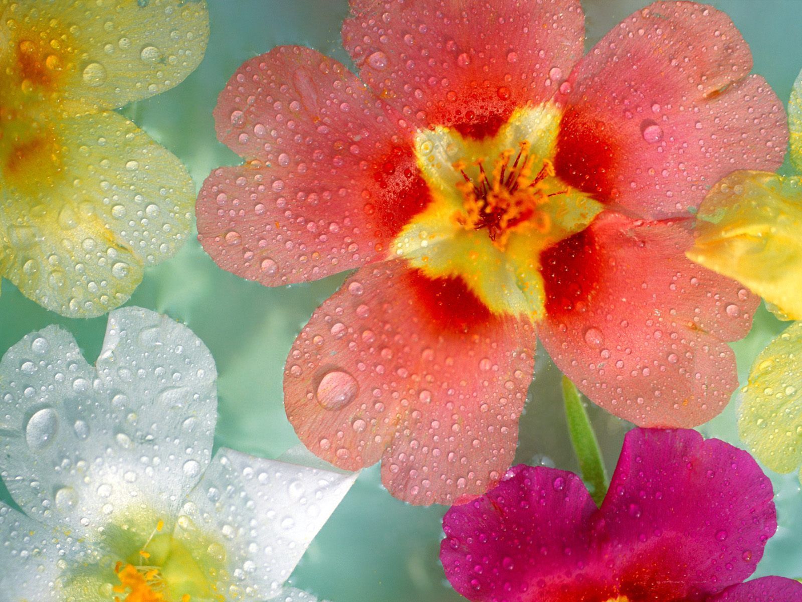 Descarga gratis la imagen De Cerca, Drops, Primer Plano, Flores, Multicolor en el escritorio de tu PC
