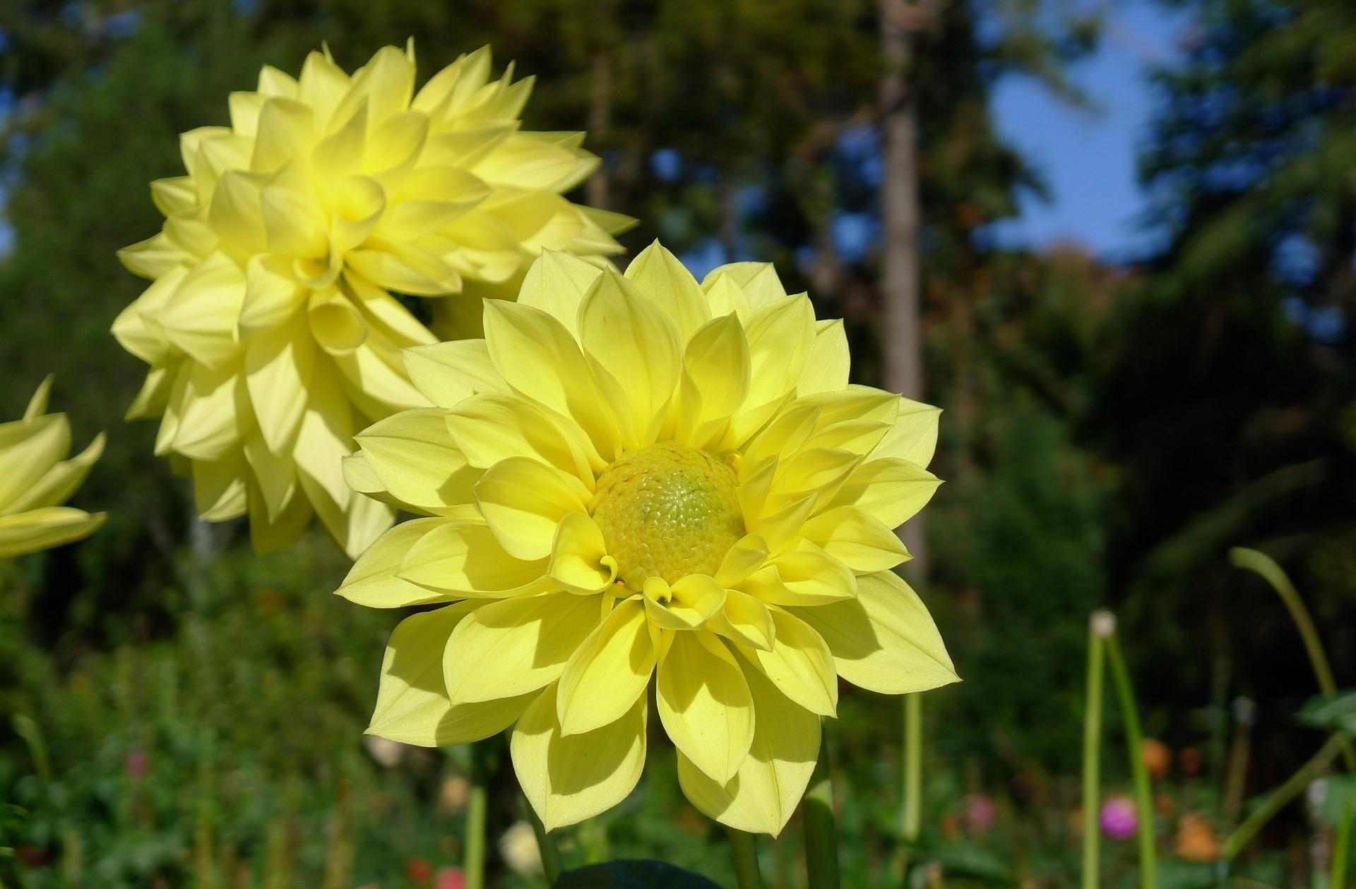 flowers, yellow, close up, dahlias