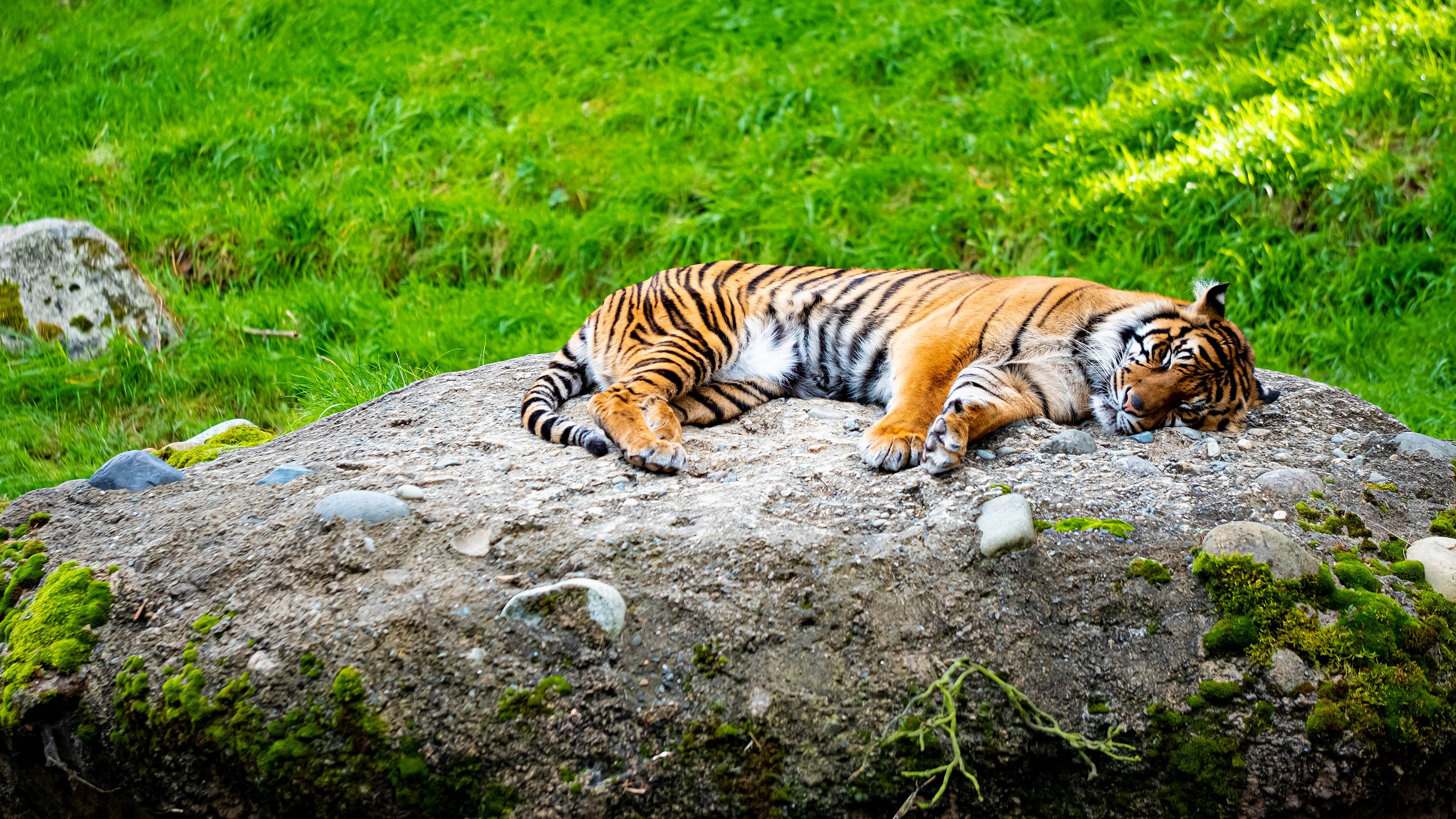 Baixe gratuitamente a imagem Animais, Gatos, Tigre na área de trabalho do seu PC