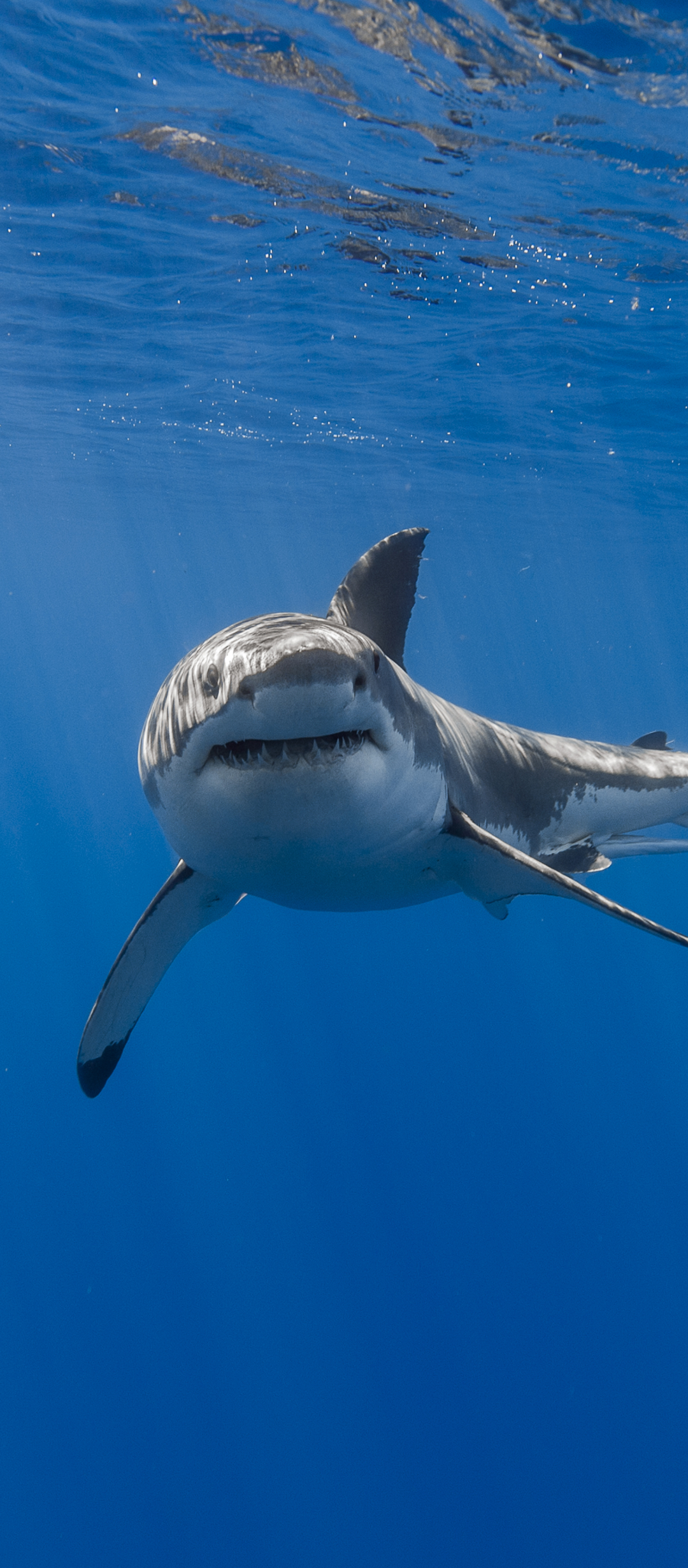 Download mobile wallpaper Sharks, Animal, Fish, Underwater, Shark, Sea Life for free.