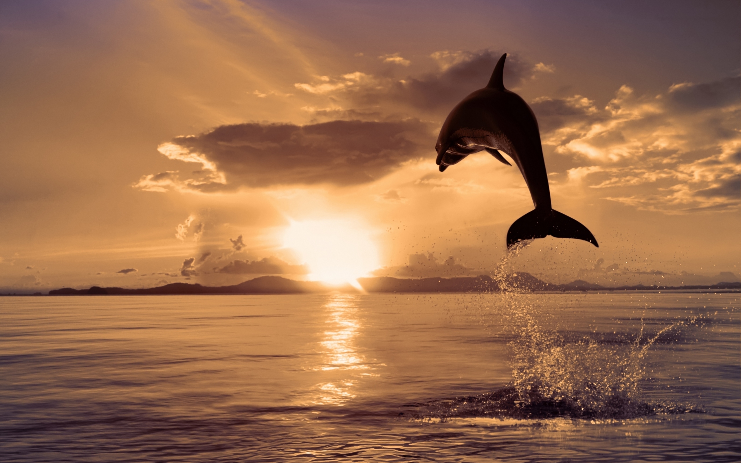 40219 descargar imagen animales, delfines, naranja: fondos de pantalla y protectores de pantalla gratis