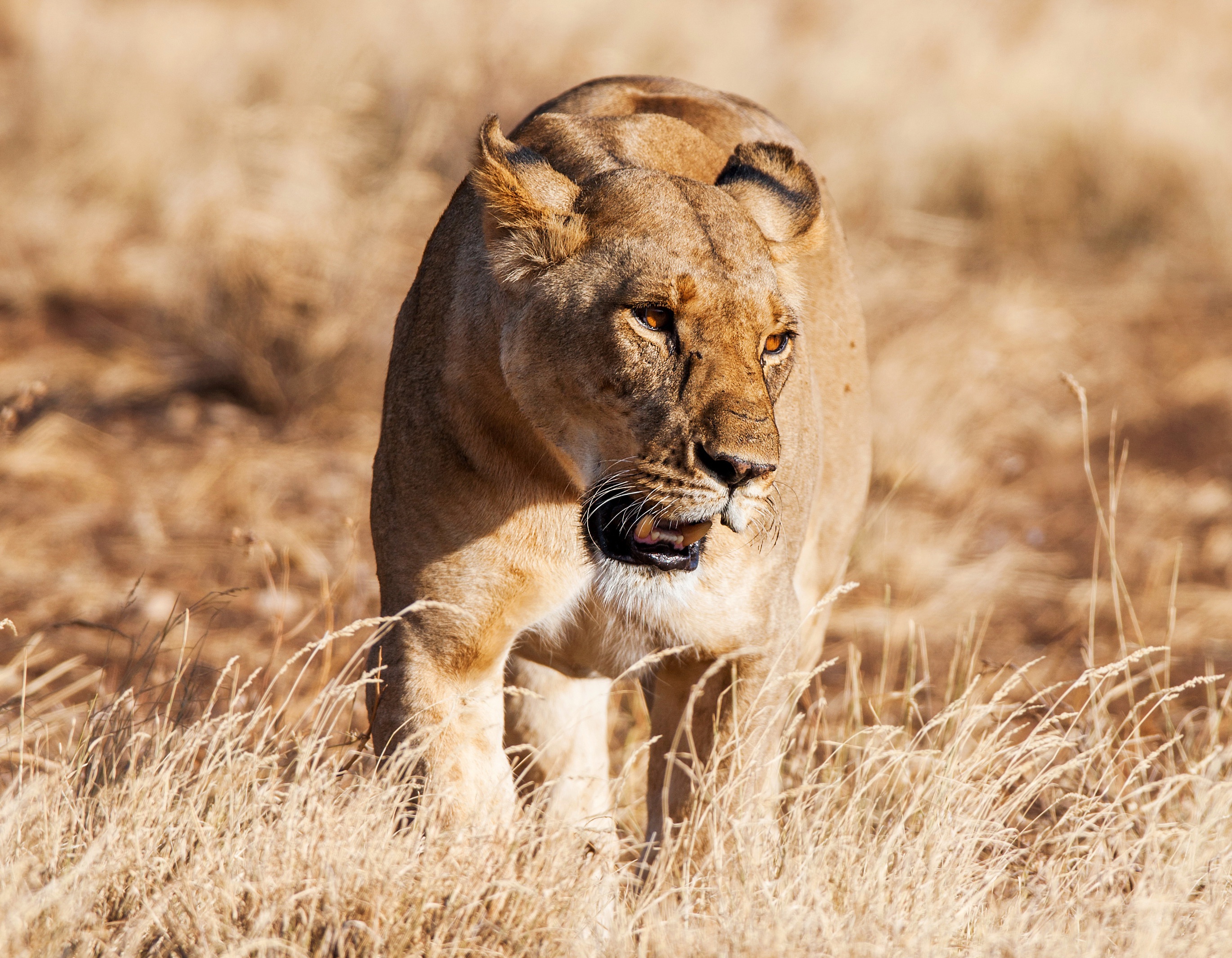 Téléchargez des papiers peints mobile Lion, Chats, Animaux gratuitement.