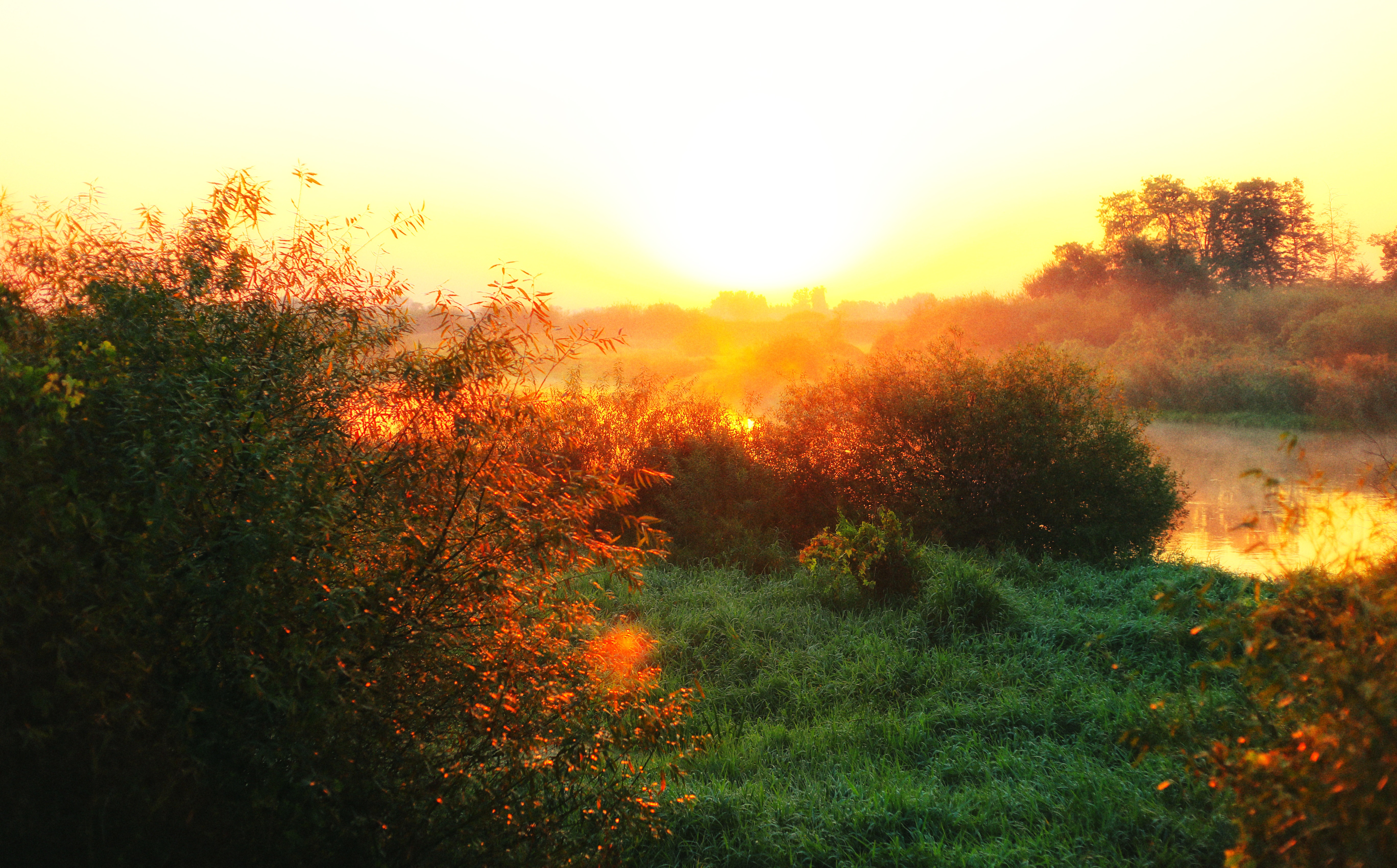 dawn, nature, rivers, grass, fog, morning, sunlight Smartphone Background