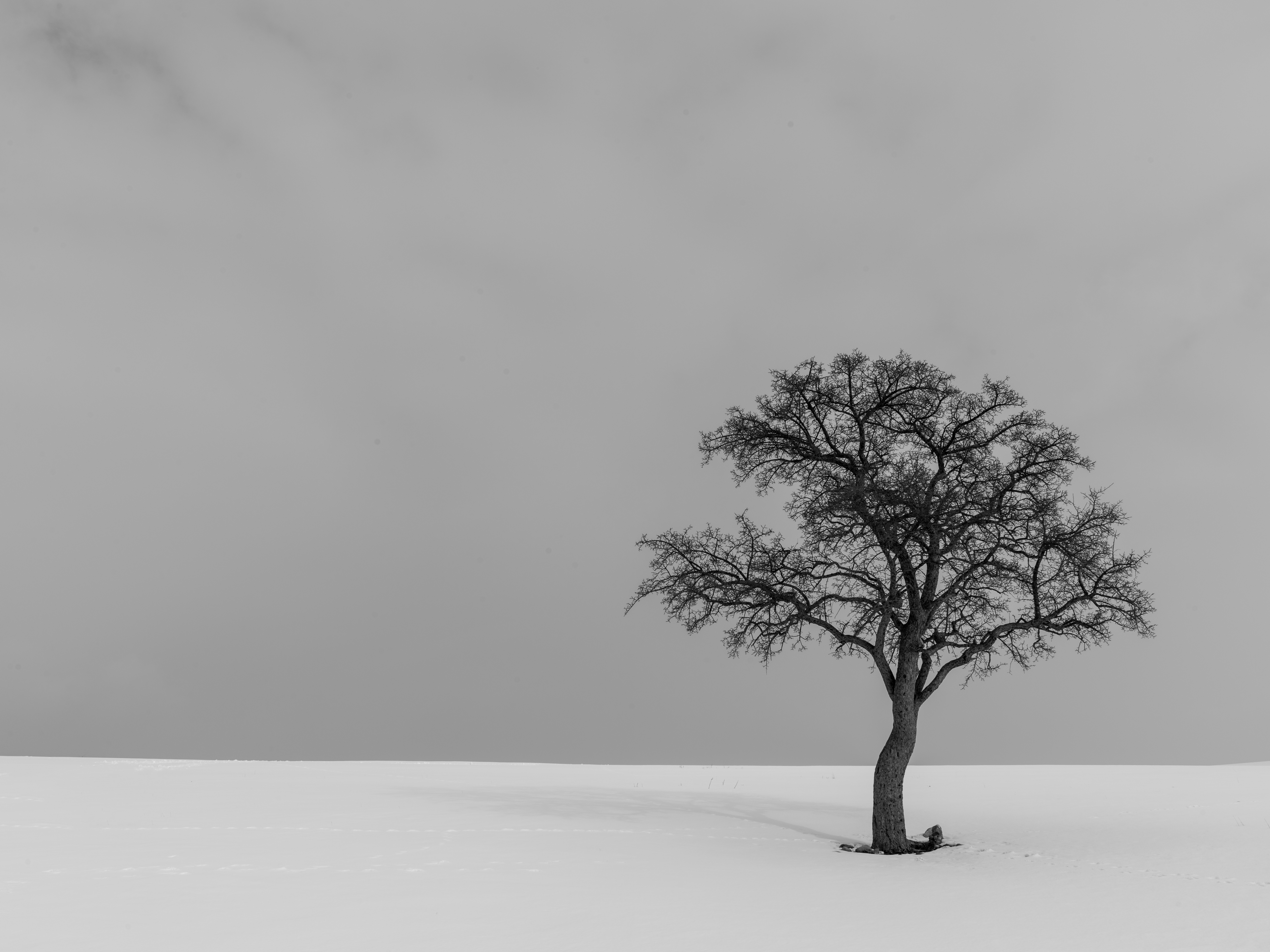 Free download wallpaper Nature, Tree, Bw, Lonely, Wood, Chb, Minimalism, Alone on your PC desktop
