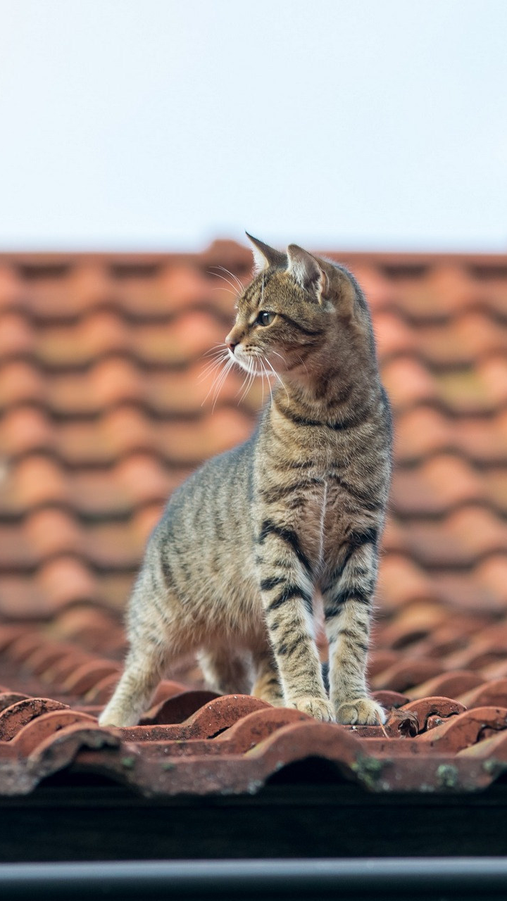 無料モバイル壁紙動物, ネコ, 猫, 屋根をダウンロードします。