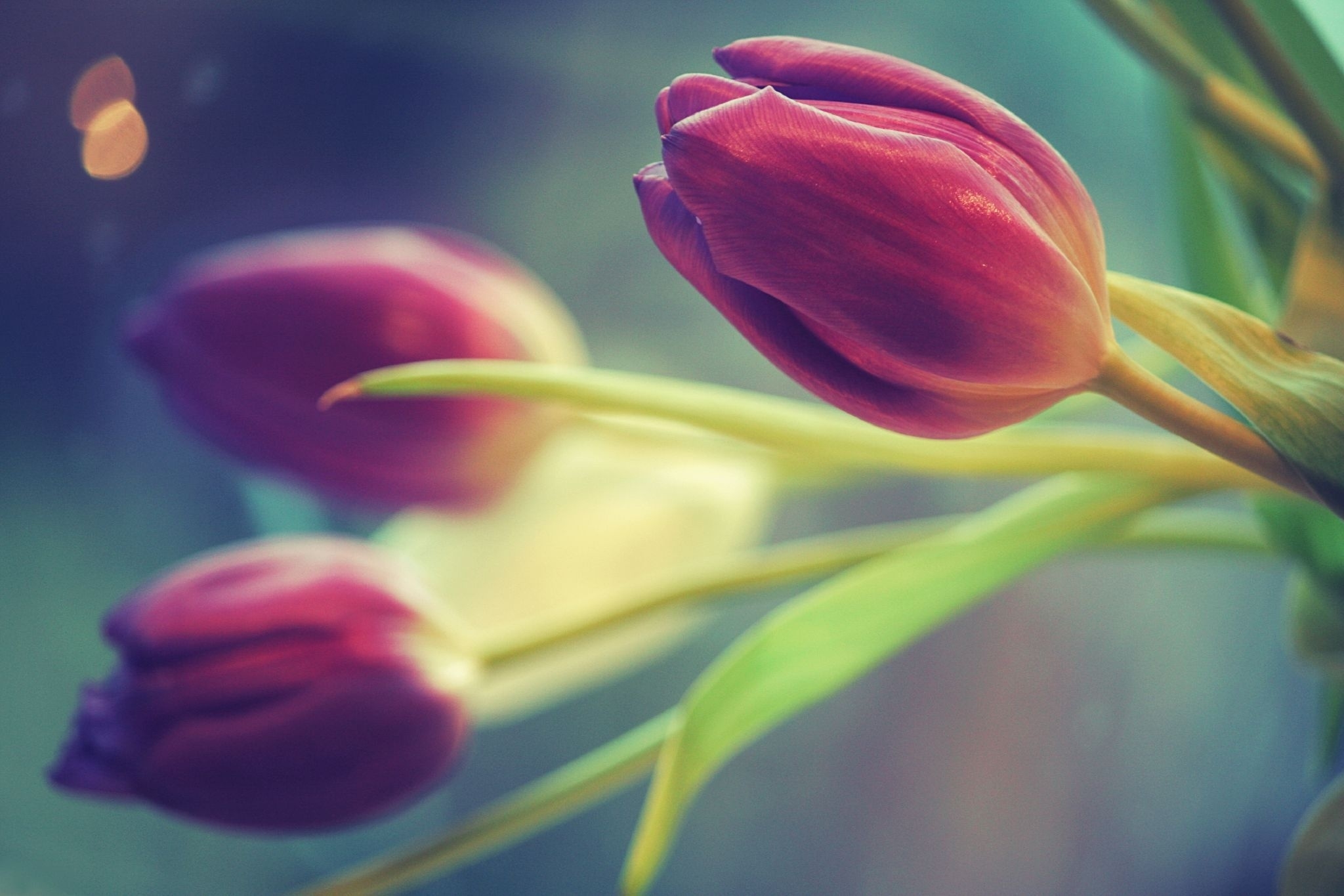 144454 descargar imagen tres, flores, tulipanes, borrosidad, suave: fondos de pantalla y protectores de pantalla gratis