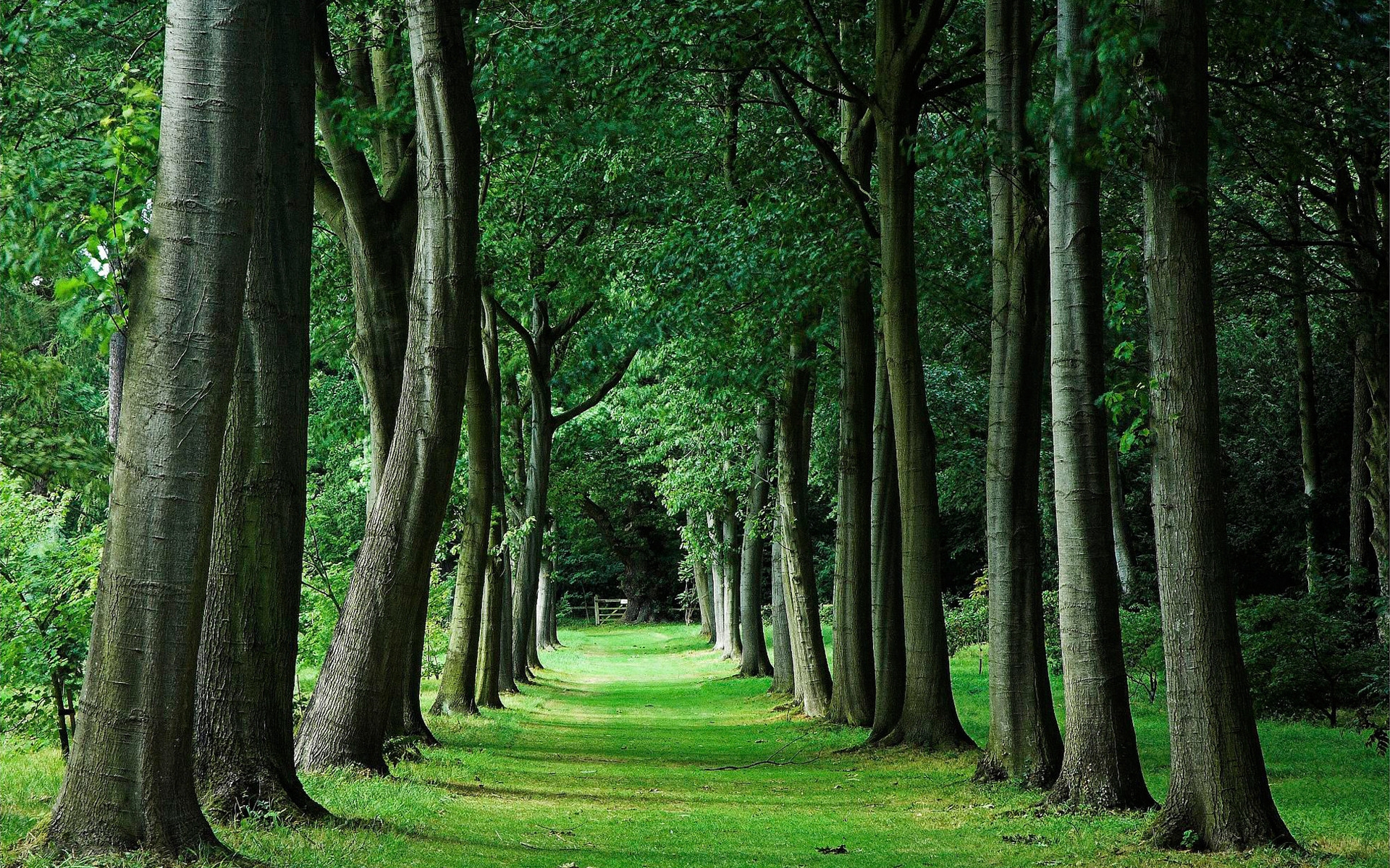 Laden Sie das Landschaft, Bäume-Bild kostenlos auf Ihren PC-Desktop herunter