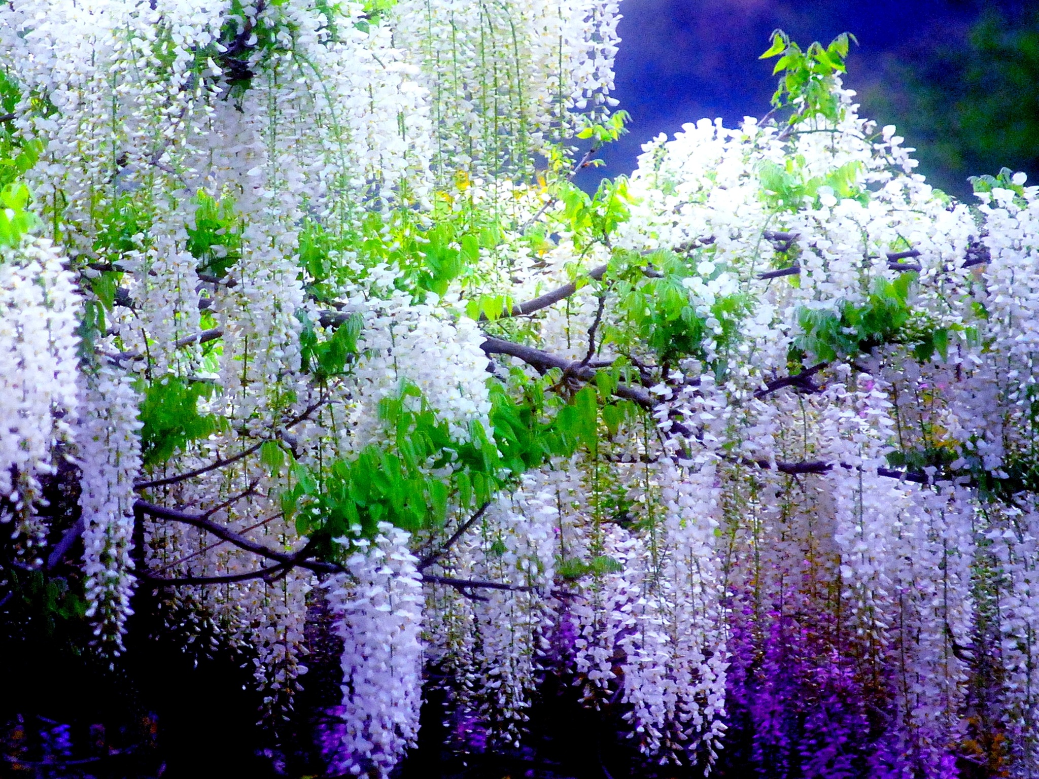 Download mobile wallpaper Flowers, Flower, Earth, Wisteria, White Flower, Purple Flower for free.