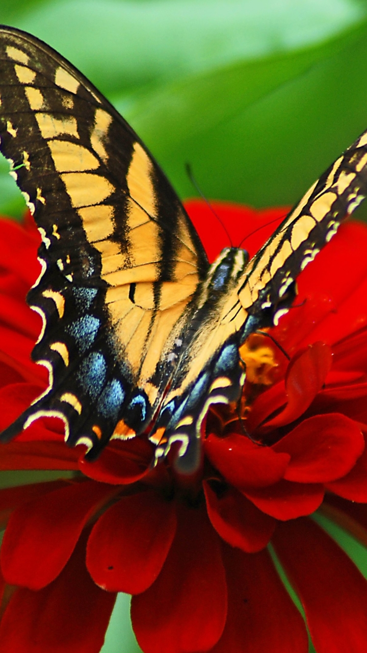 Download mobile wallpaper Flower, Close Up, Insect, Butterfly, Animal, Petal, Red Flower for free.