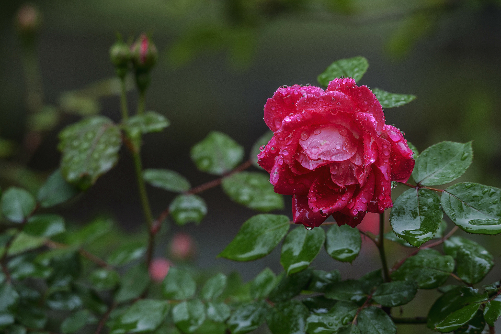 PCデスクトップに自然, フラワーズ, 花, 薔薇, 地球, 水滴, ピンクの花, ローズブッシュ画像を無料でダウンロード