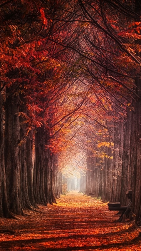 Download mobile wallpaper Nature, Forest, Leaf, Fall, Path, Hdr, Photography, Orange (Color), Tree Lined for free.