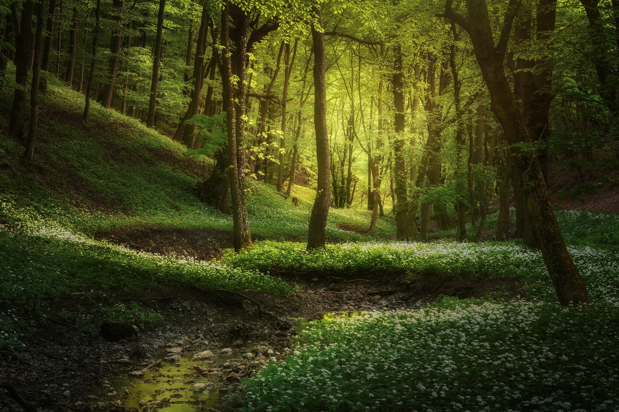 Descarga gratuita de fondo de pantalla para móvil de Naturaleza, Camino, Bosque, Tierra/naturaleza.