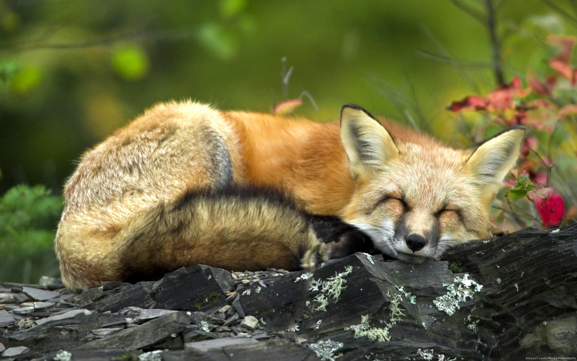 Download mobile wallpaper Fox, Animal, Lying Down for free.