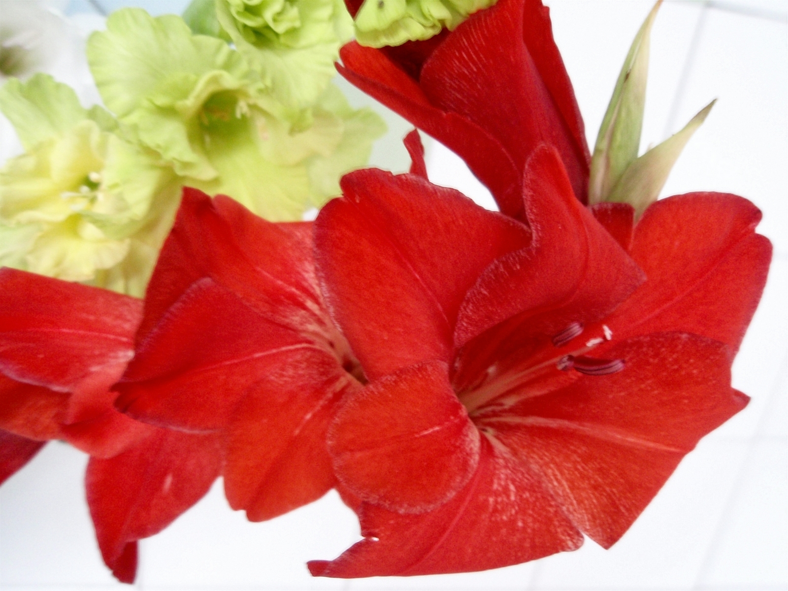 Laden Sie das Pflanzen, Blumen, Lilien-Bild kostenlos auf Ihren PC-Desktop herunter