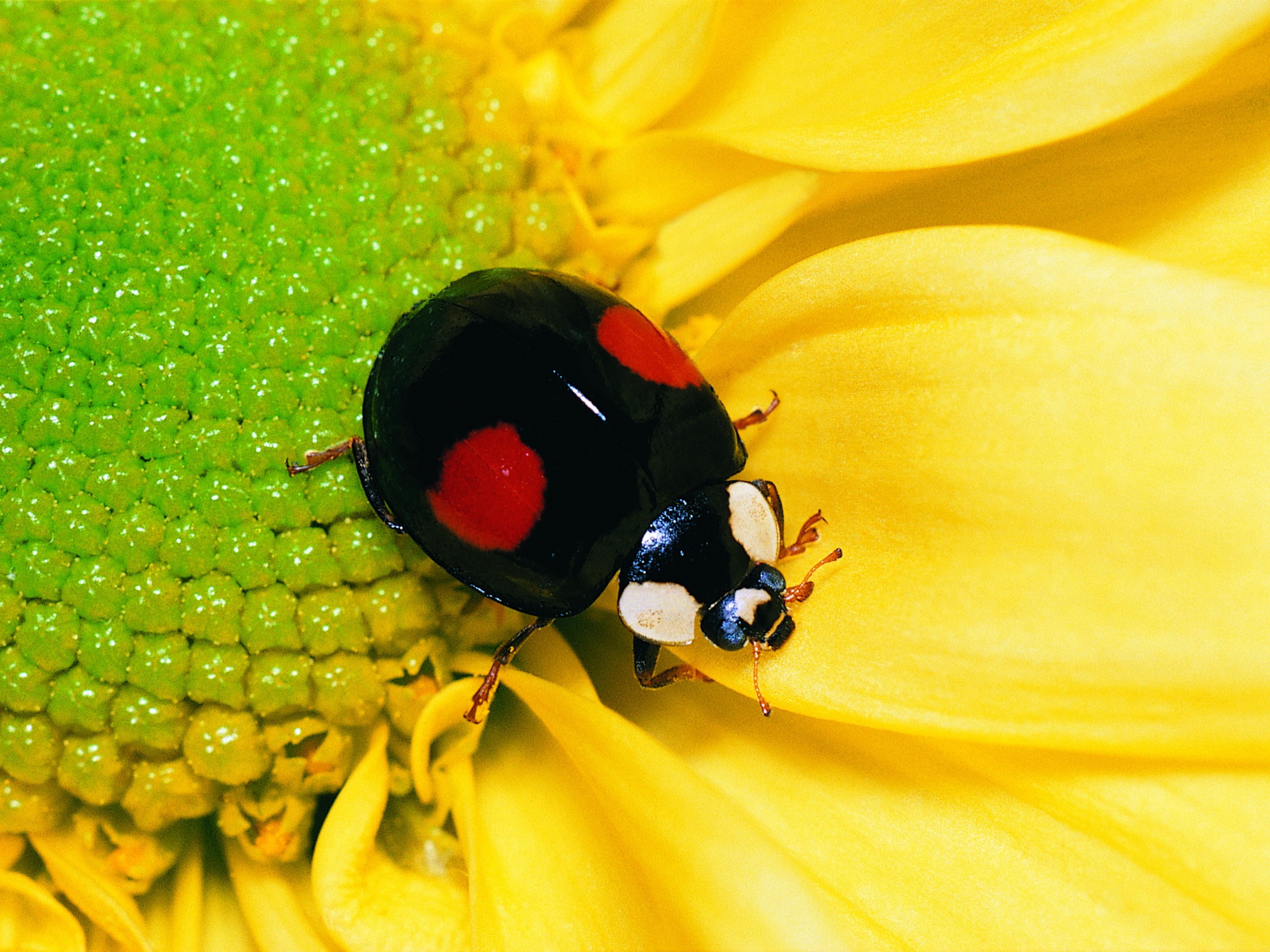 573076 descargar fondo de pantalla animales, mariquita, escarabajo, flor: protectores de pantalla e imágenes gratis
