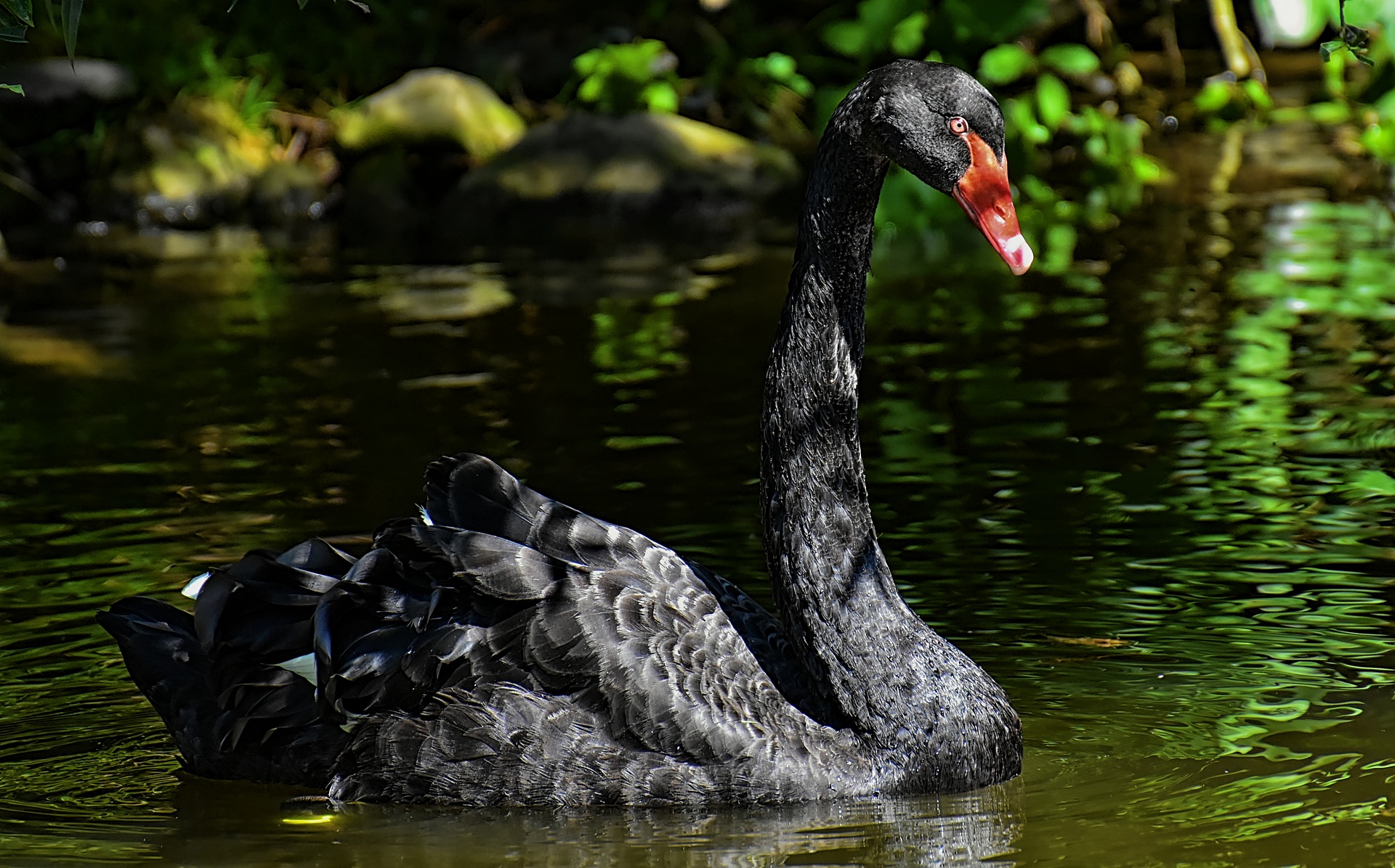 Download mobile wallpaper Birds, Animal, Swan, Black Swan for free.